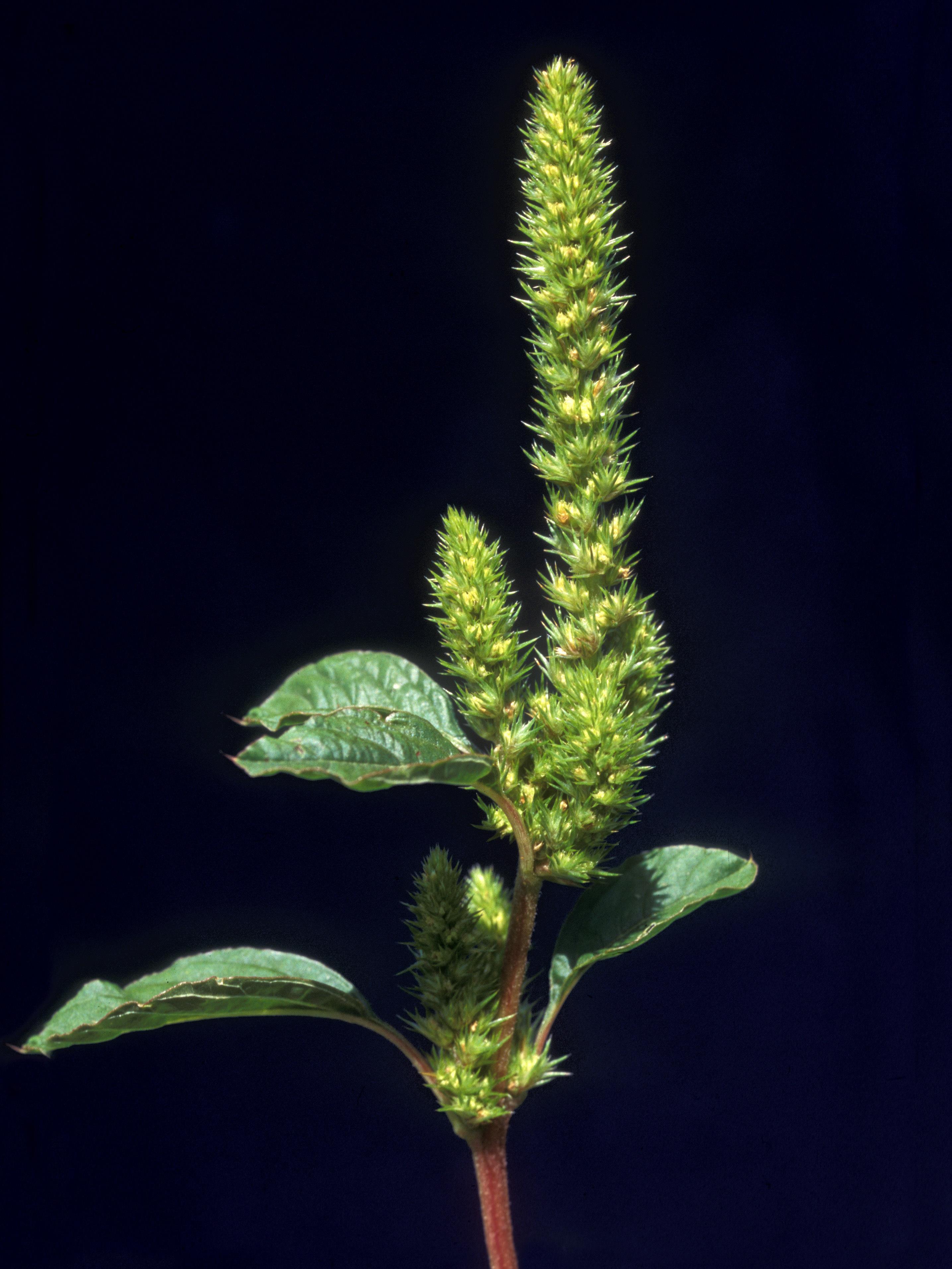 Amarante de Powell(Amaranthus powellii)_6