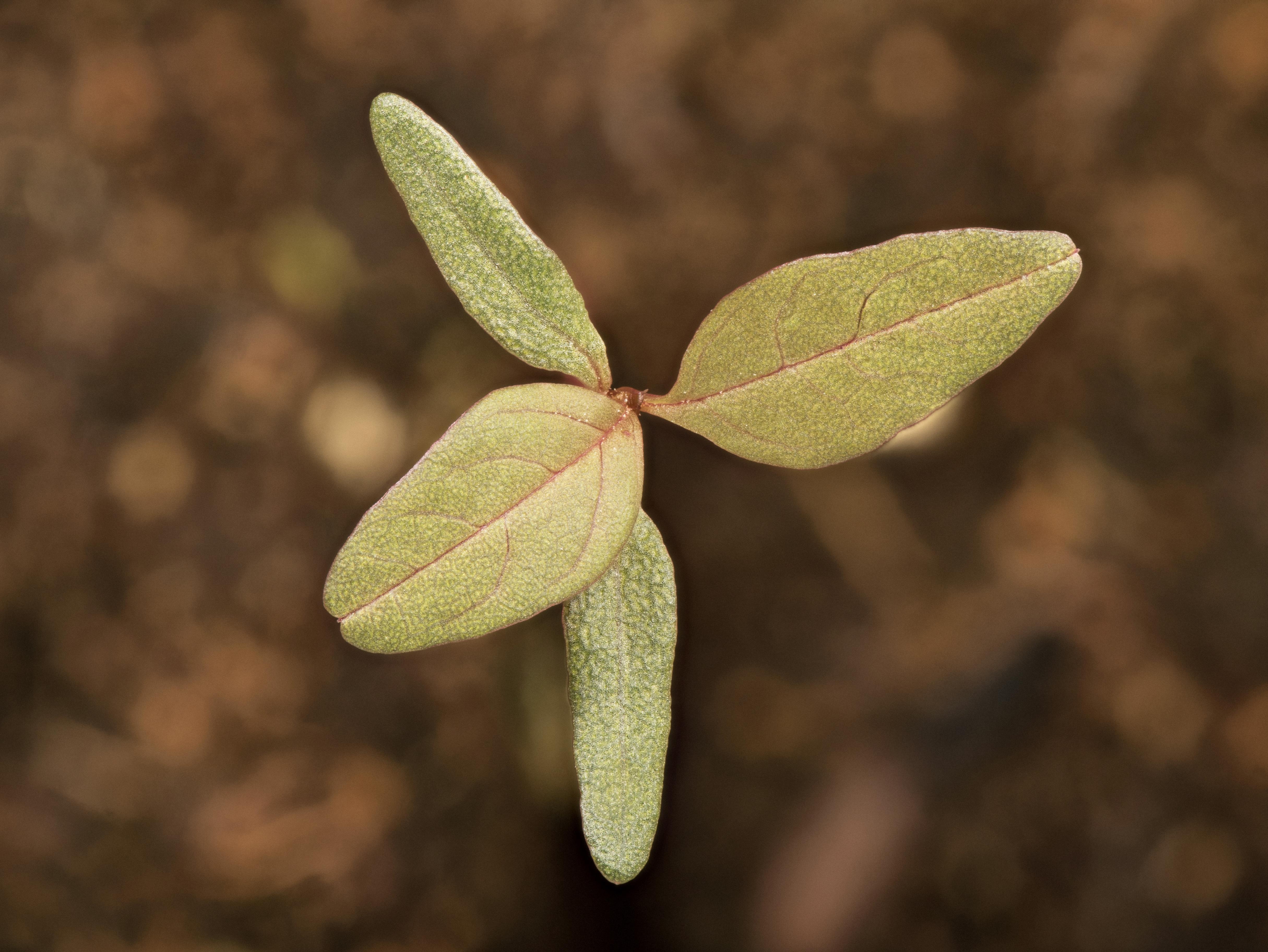 Amarante de Powell(Amaranthus powellii)_11