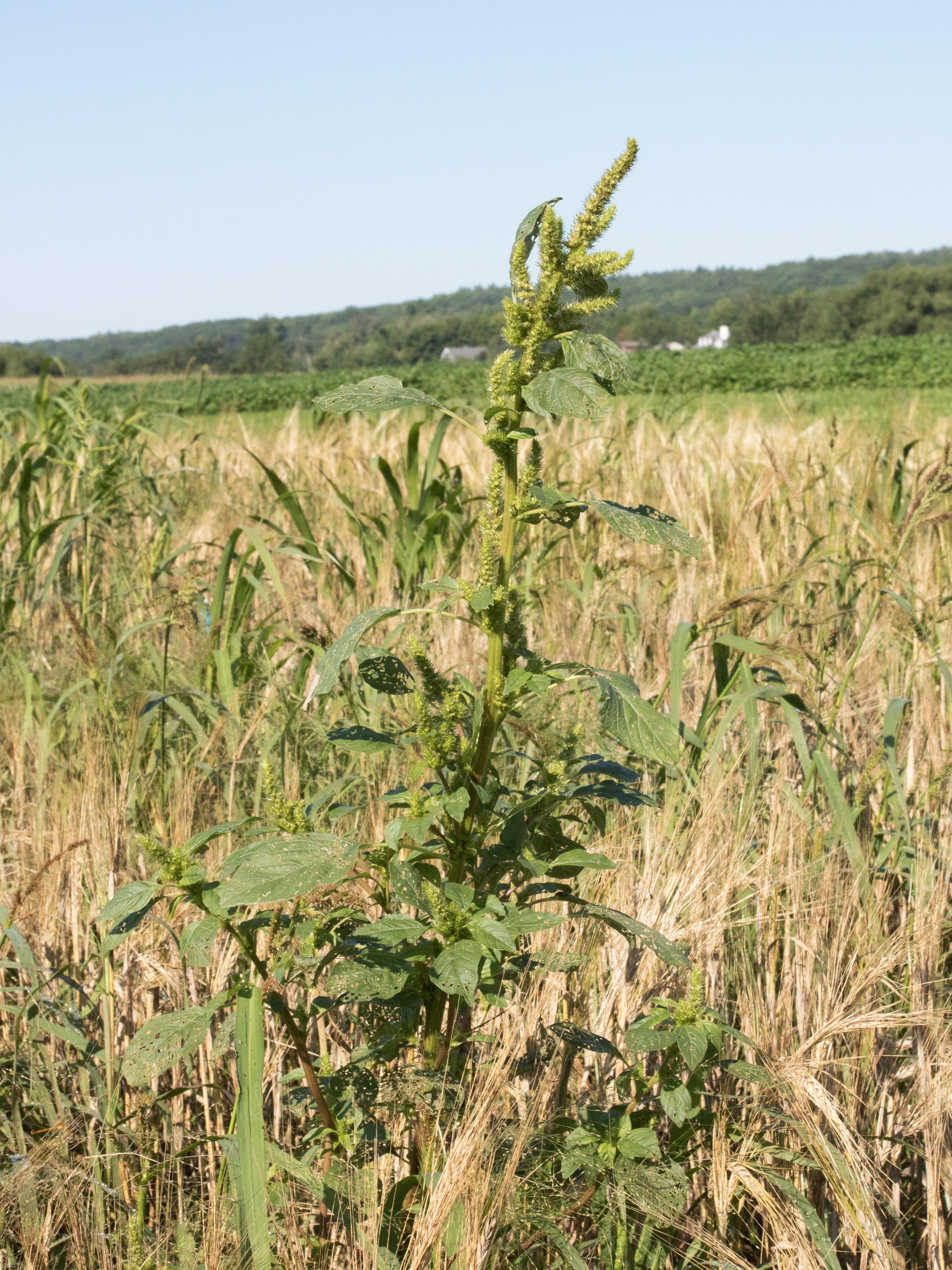 Amarante de Powell(Amaranthus powellii)_17