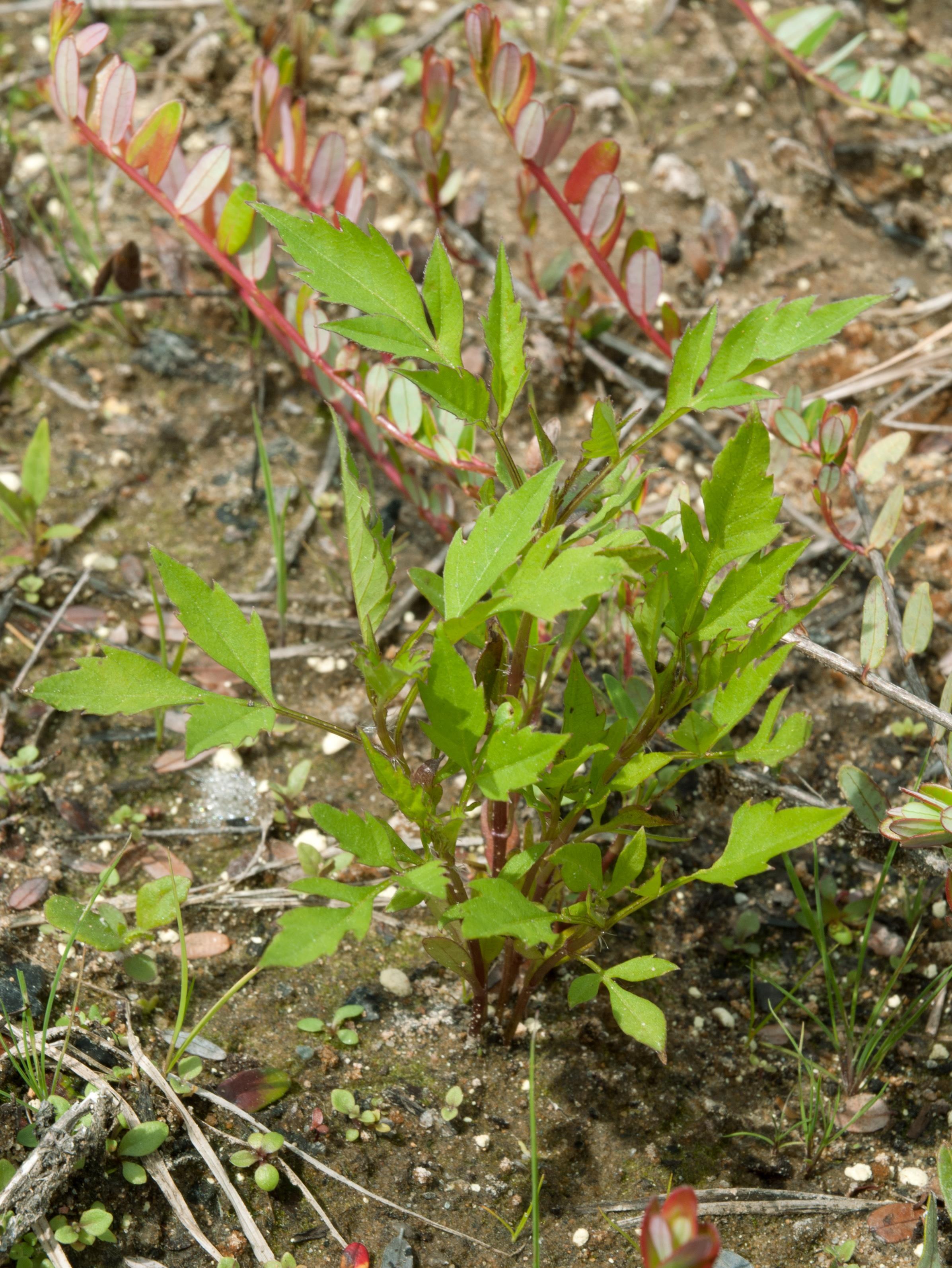 Bident feuillu(Bidens frondosa)_5