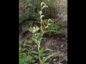 Renouée feuilles patience(Persicaria lapathifolia)_18