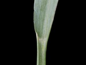 Sétaire glauque (Setaria pumila subsp. pumila)_10