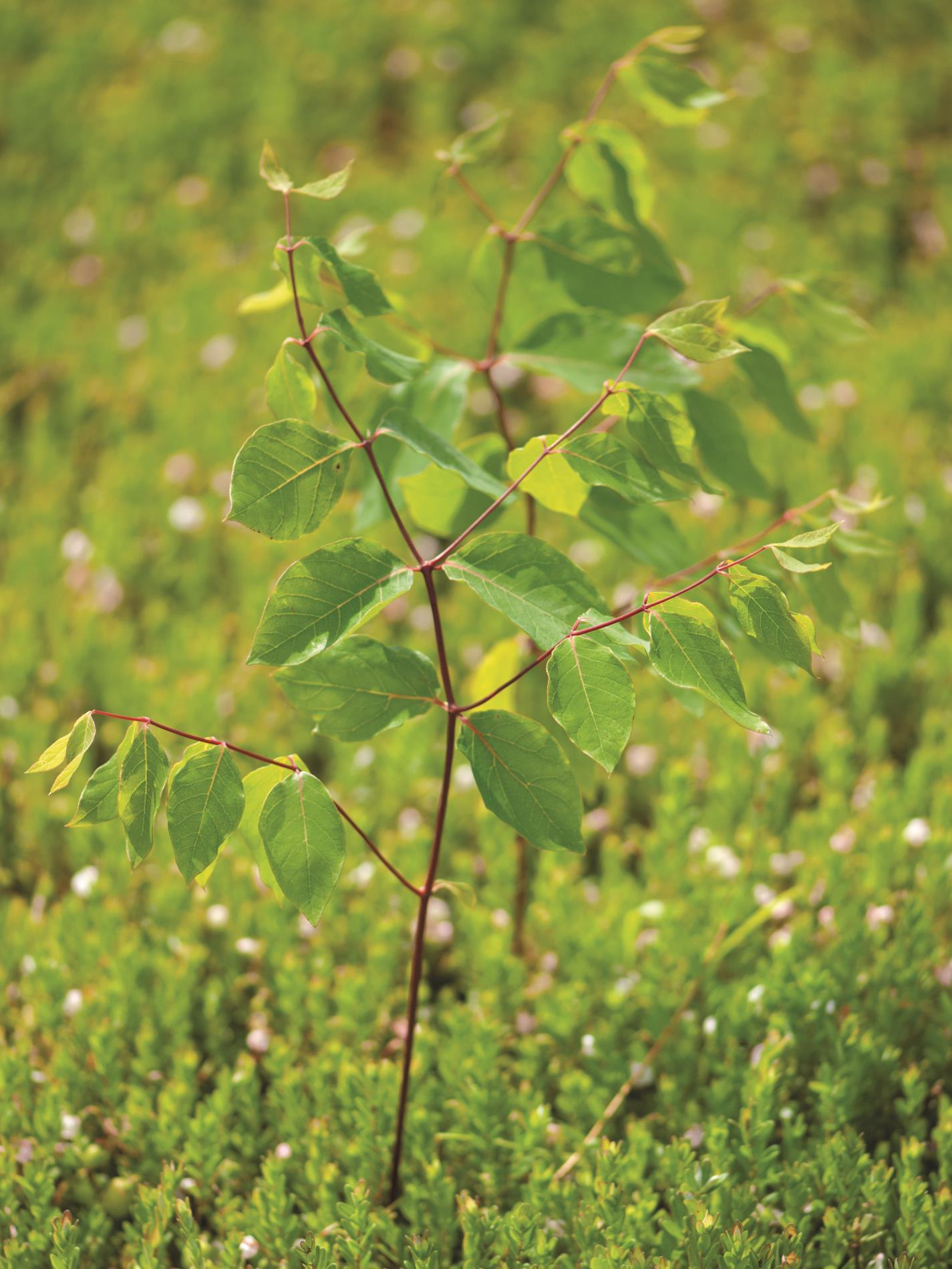 Apocyn feuilles androsème(Apocynum androsaemifolium)_4