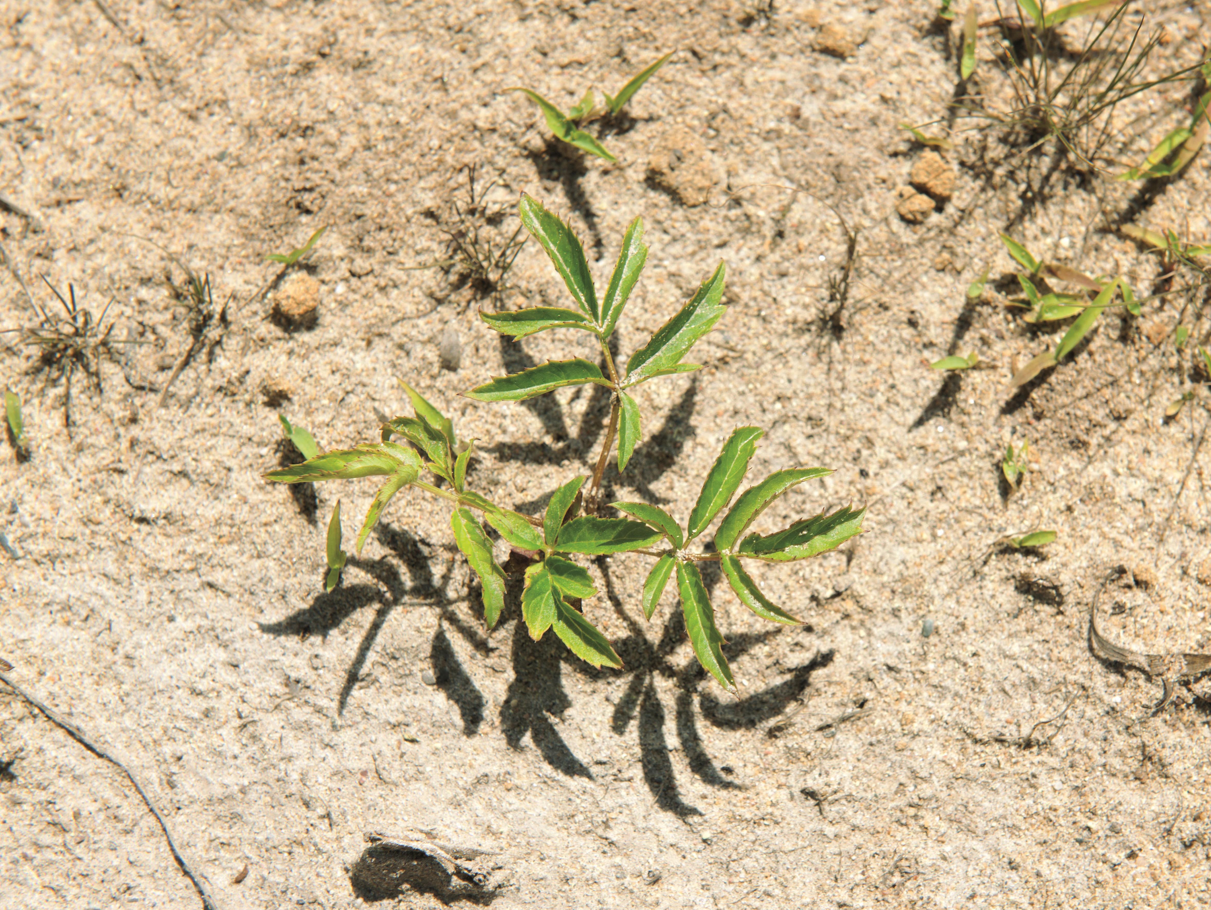 Aralie hispide(Aralia hispida)_4