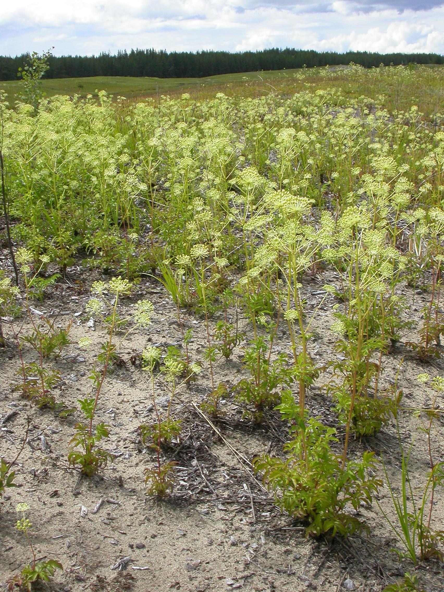 Aralie hispide(Aralia hispida)_12