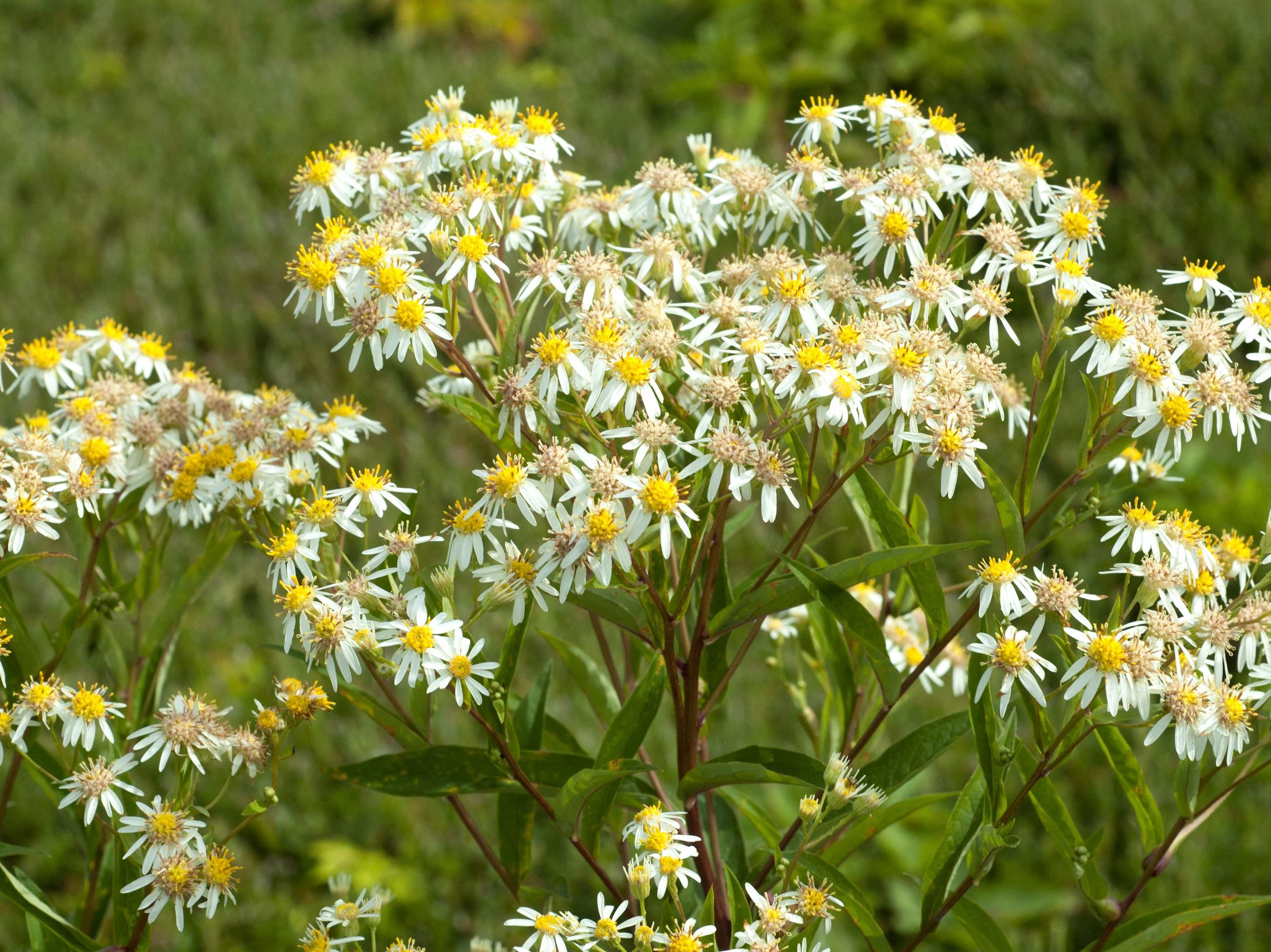 Aster ombelles(Doellingeria umbellata)_3