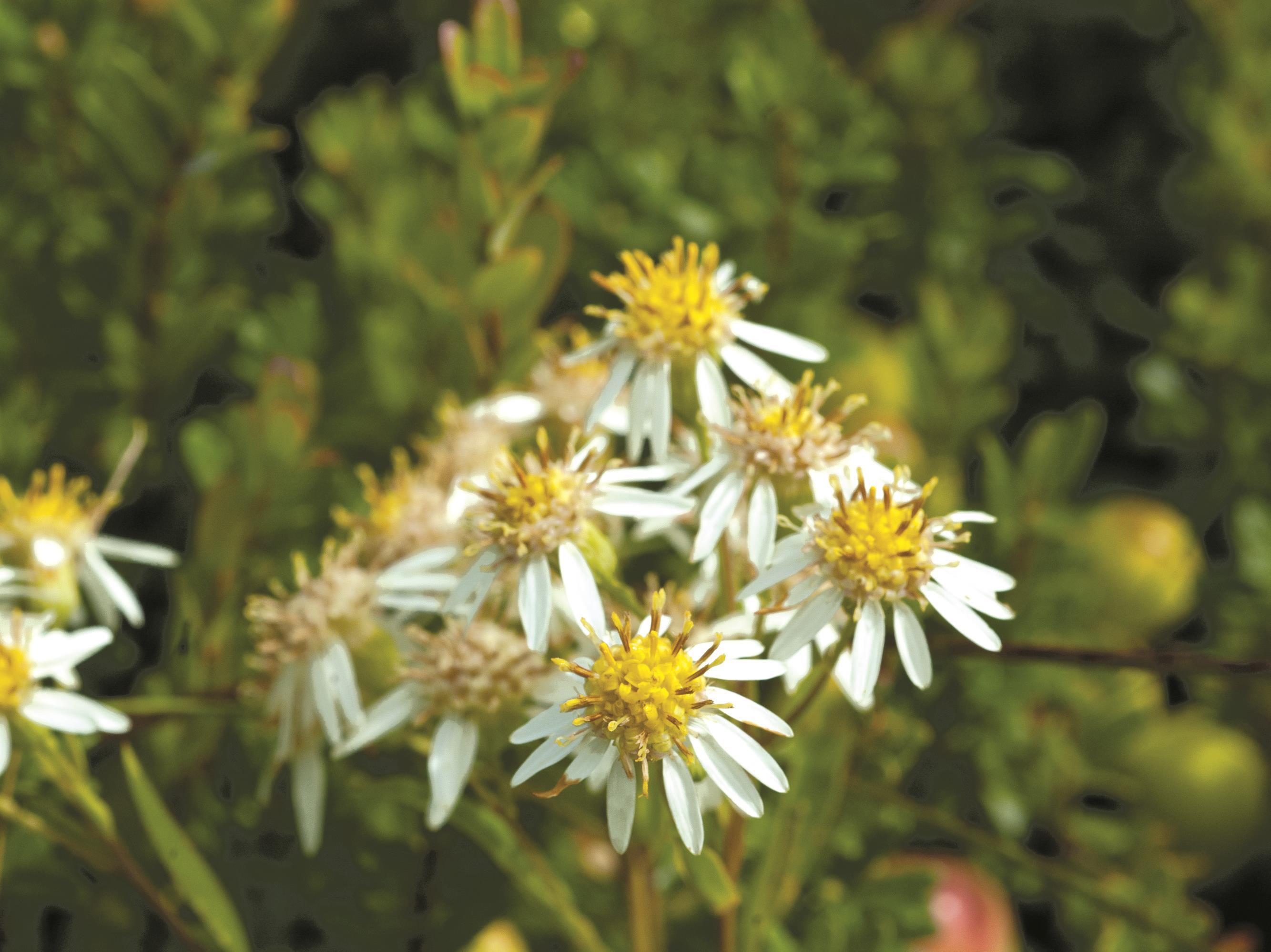 Aster ombelles(Doellingeria umbellata)_6