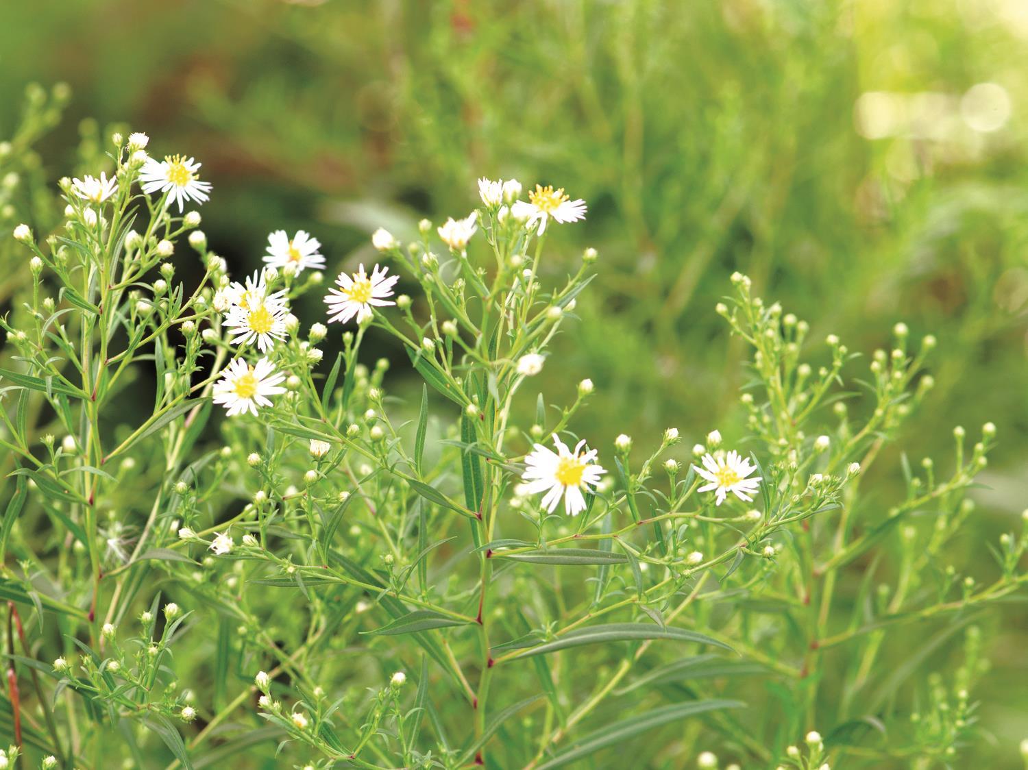 Aster simple(Symphyotrichum lanceolatum)_3