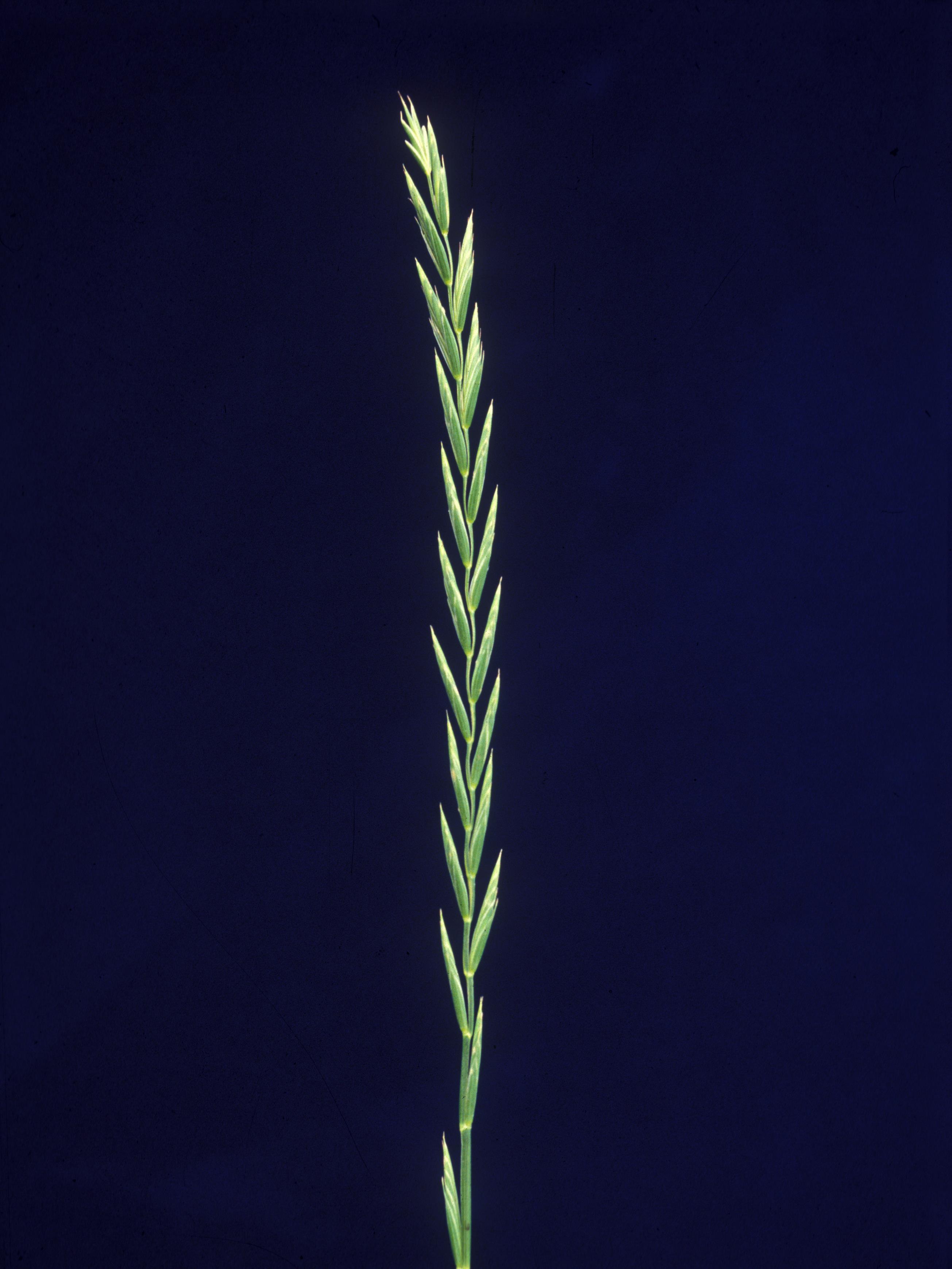 Chiendent(Elymus repens)_1