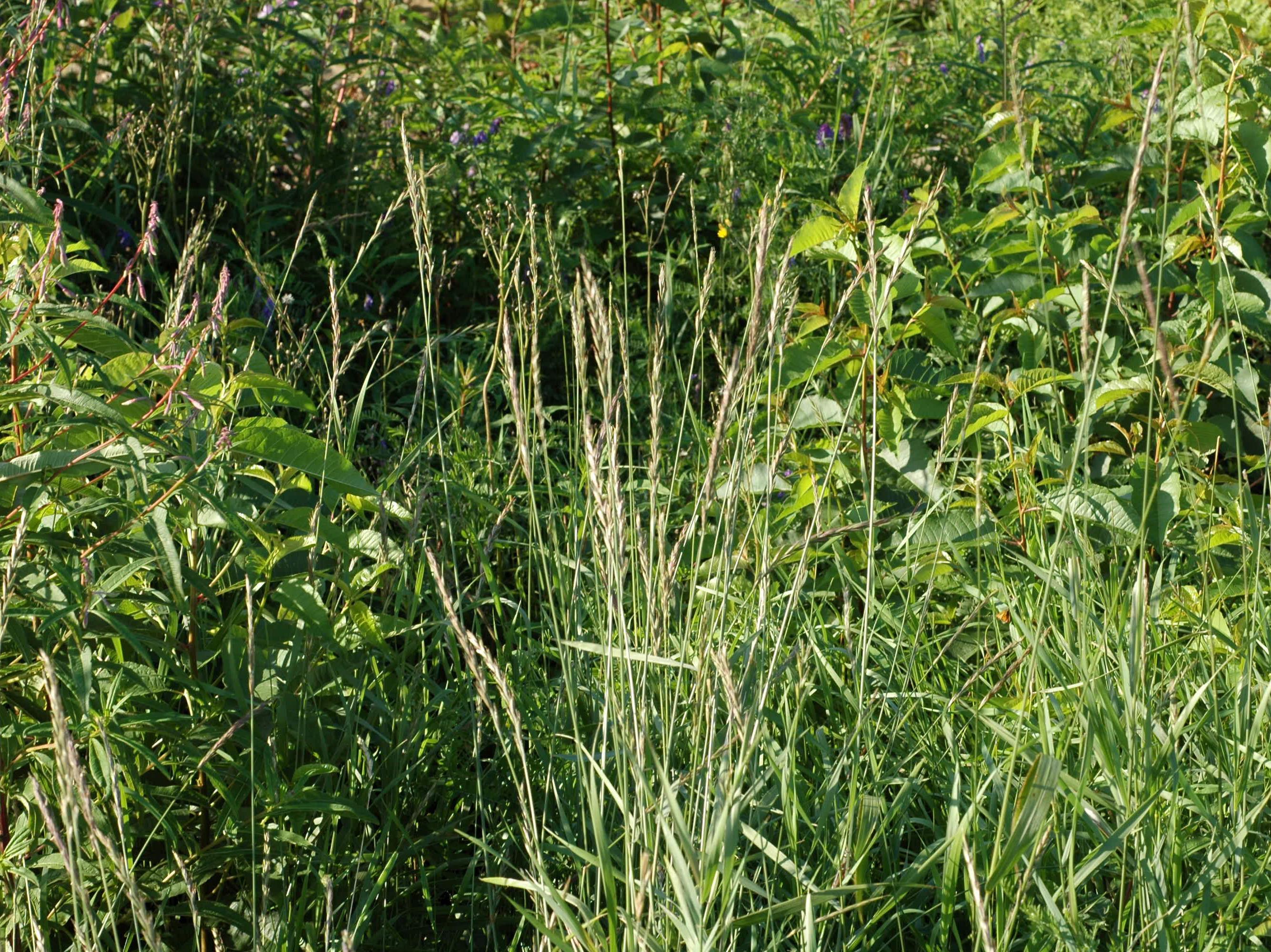 Chiendent(Elymus repens)_12