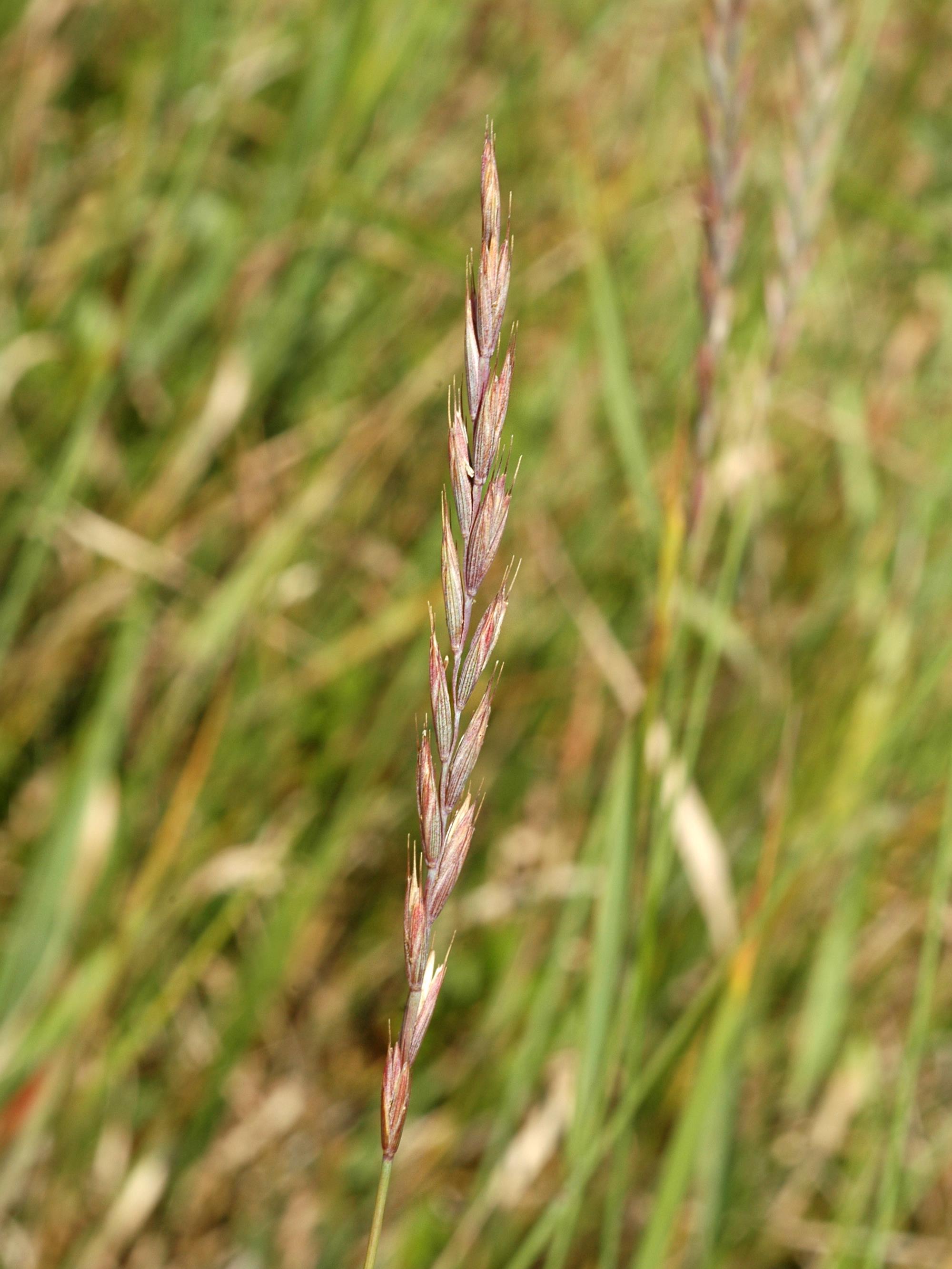 Chiendent(Elymus repens)_13