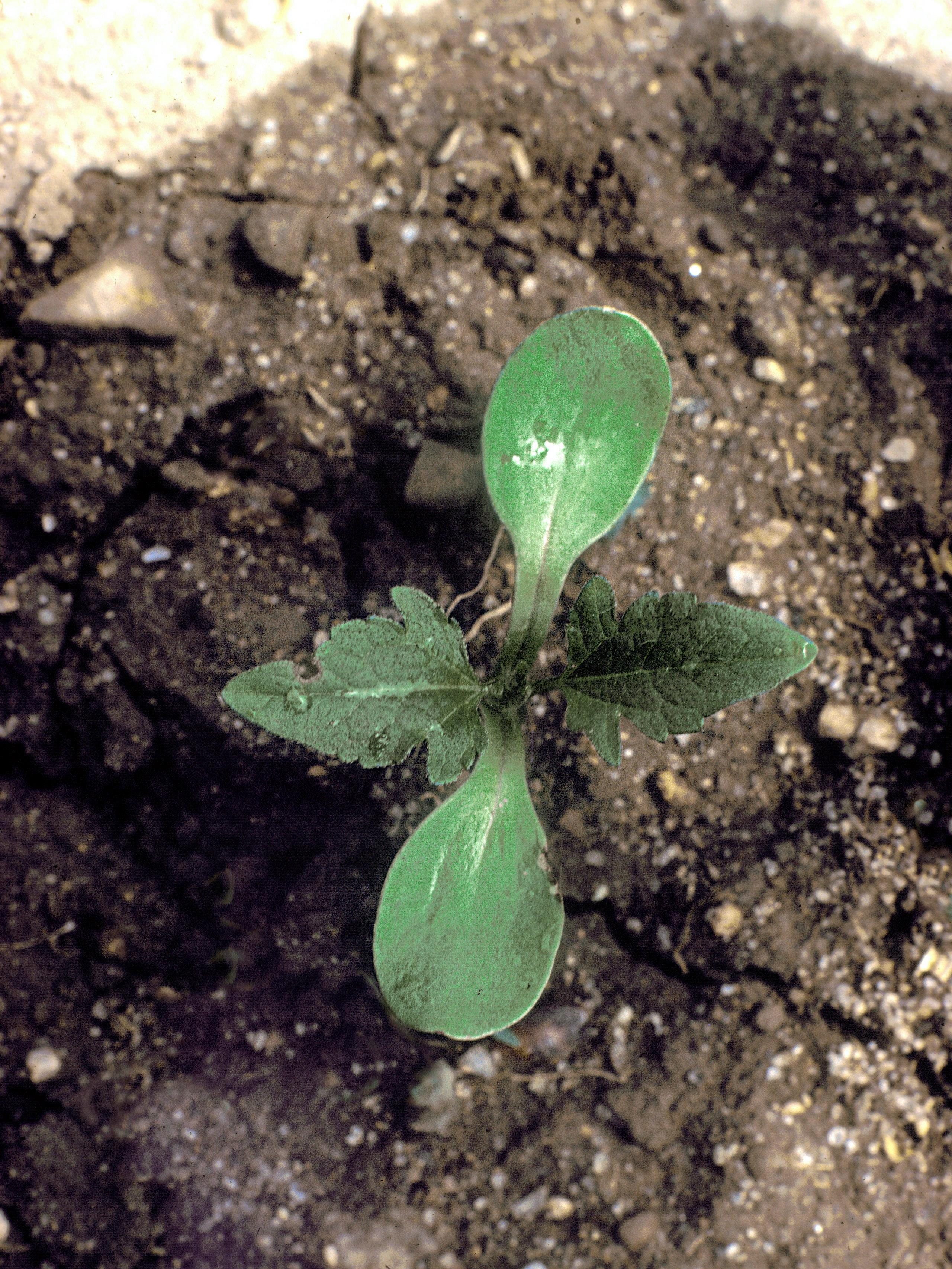 Grande herbe à poux (Ambrosia trifida)_9