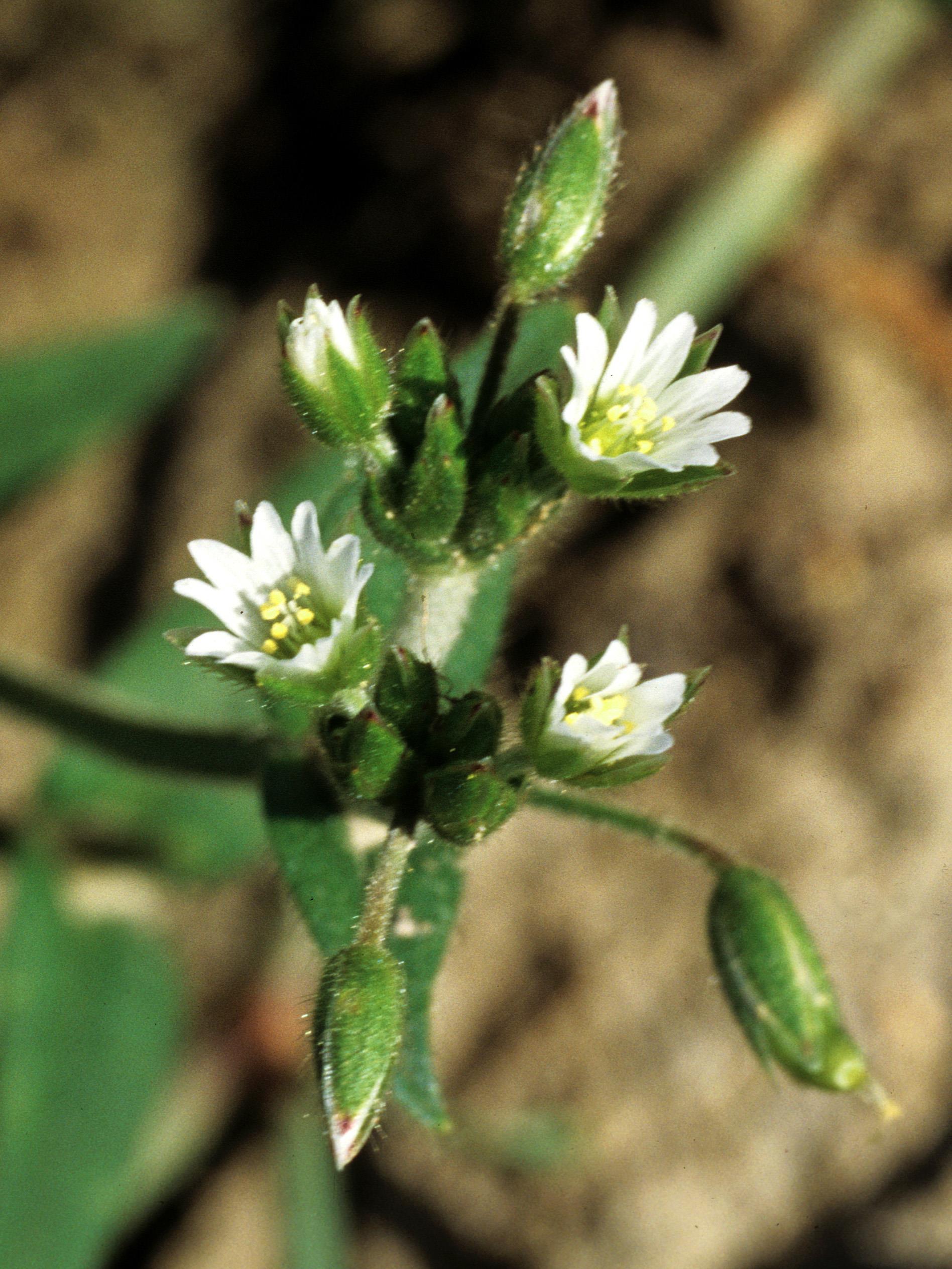 Céraiste vulgaire(Cerastium fontanum)_2