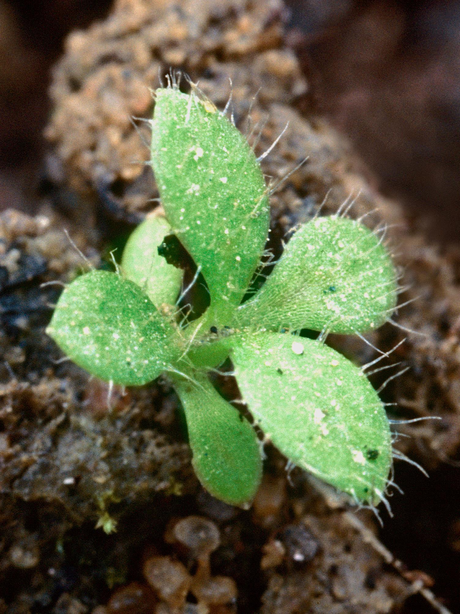 Céraiste vulgaire(Cerastium fontanum)_4