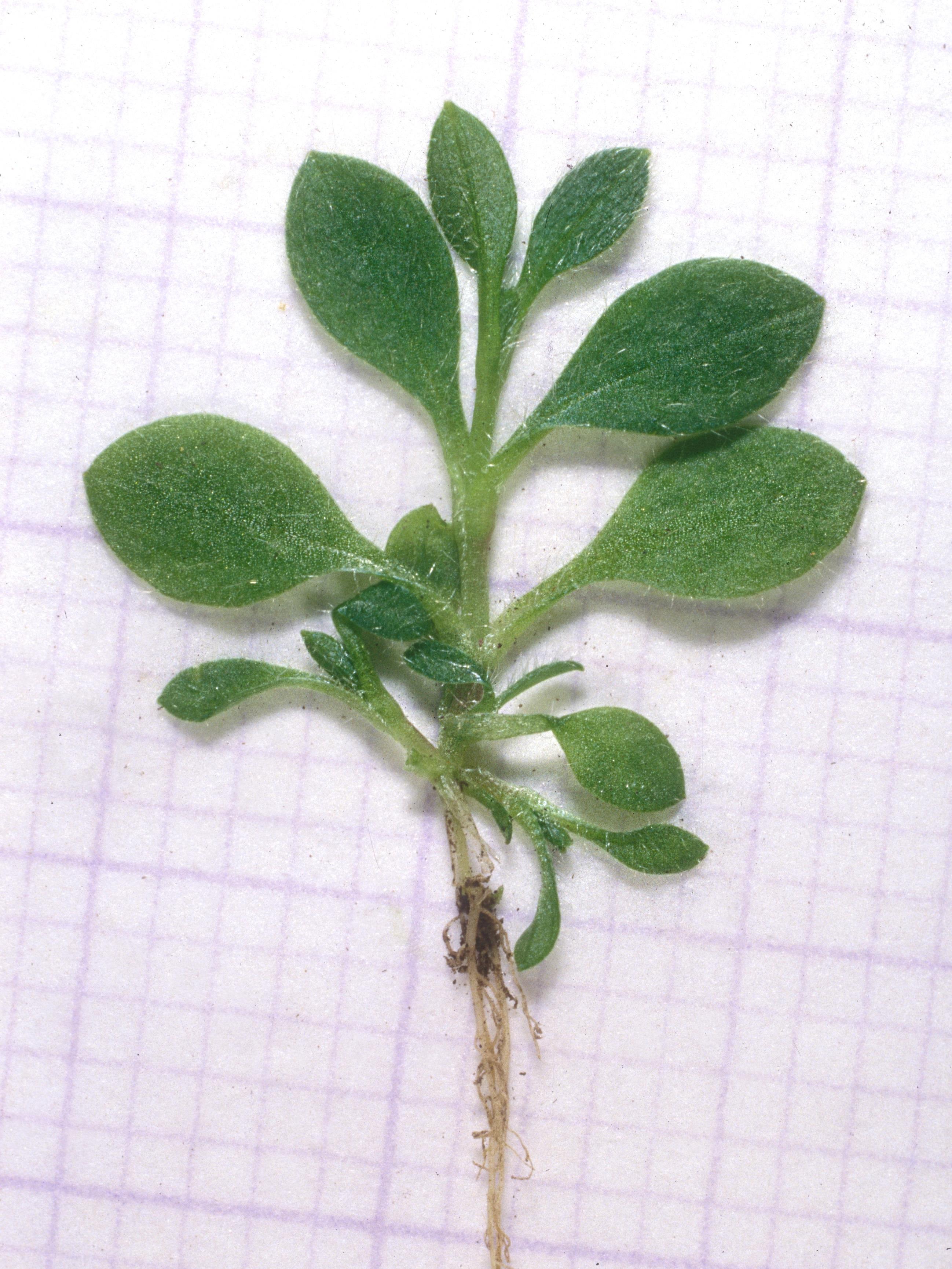 Céraiste vulgaire(Cerastium fontanum)_9