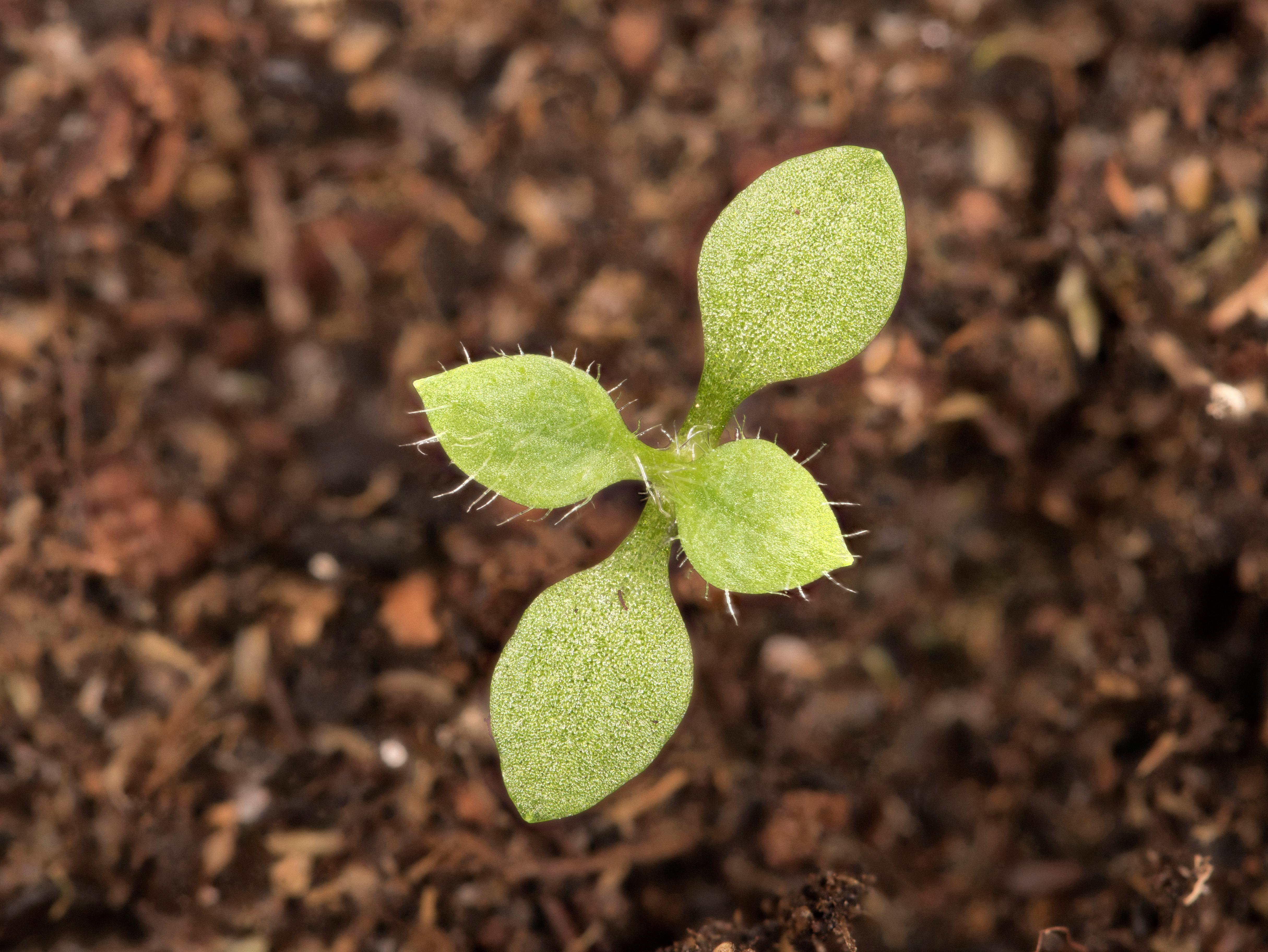 Céraiste vulgaire(Cerastium fontanum)_11