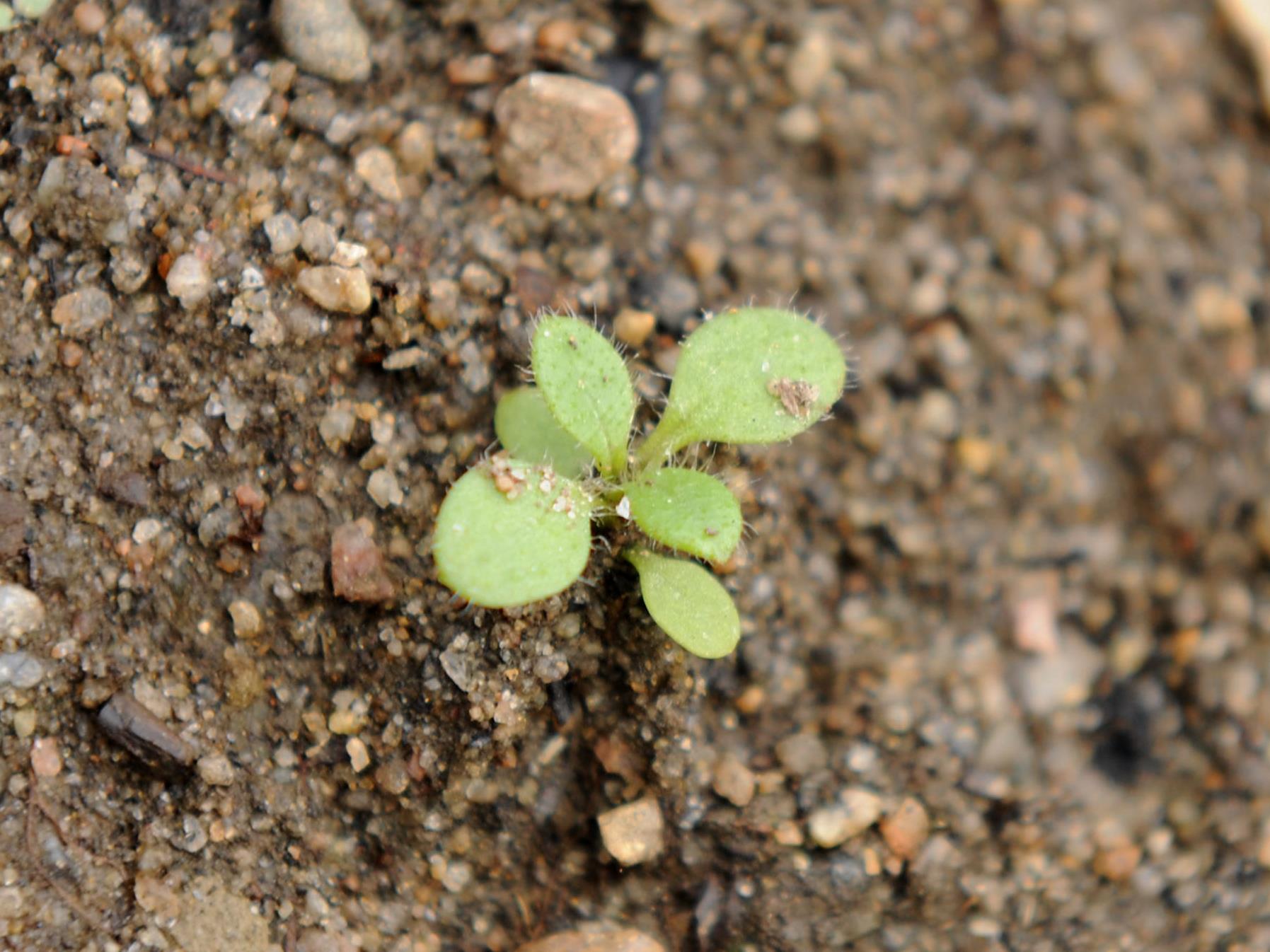 Céraiste vulgaire(Cerastium fontanum)_12