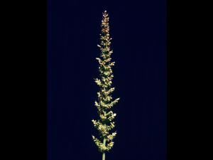 Sétaire verticillée (Setaria verticillata)_2
