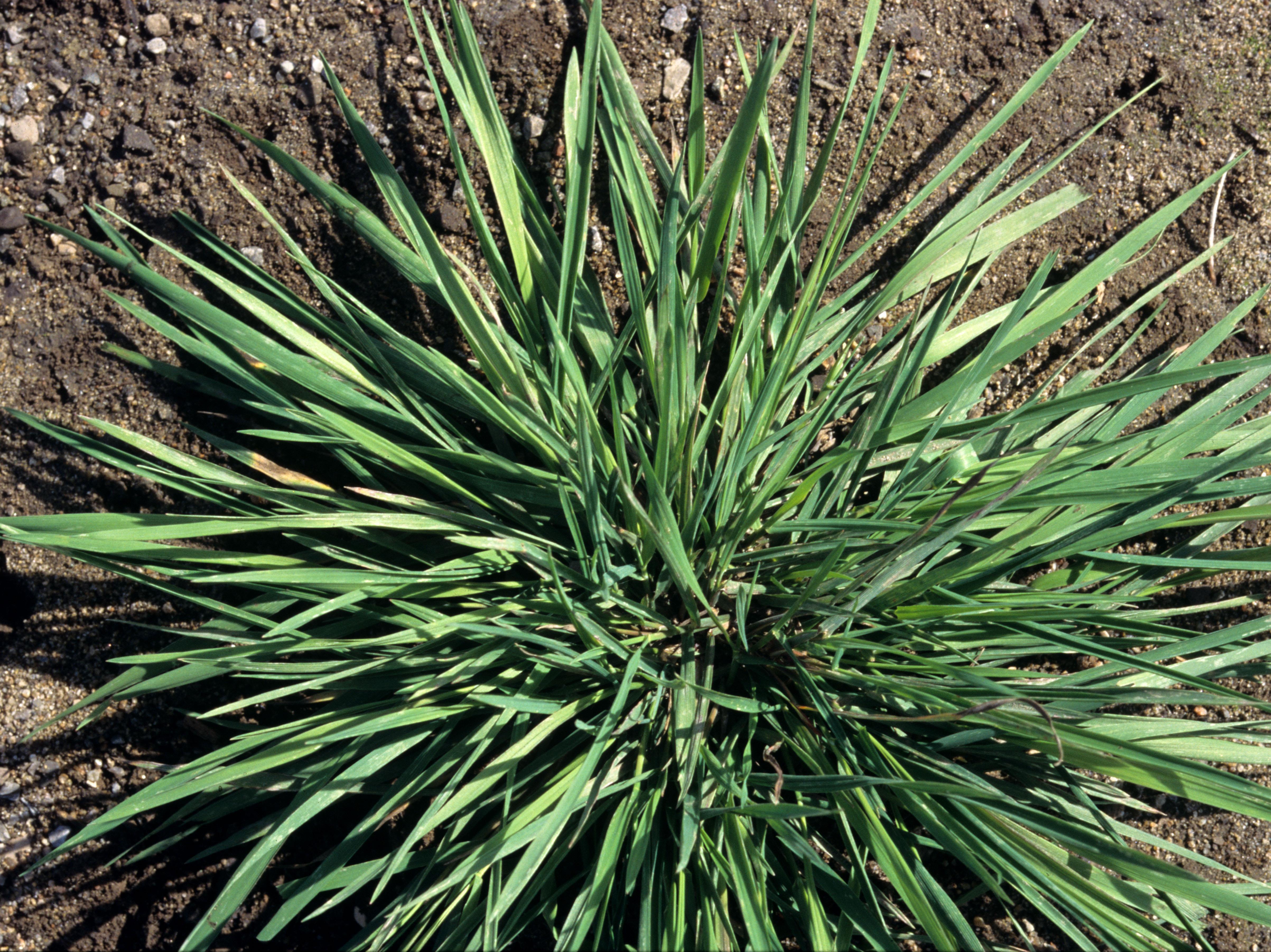 Agrostide blanche(Agrostis gigantea)_4