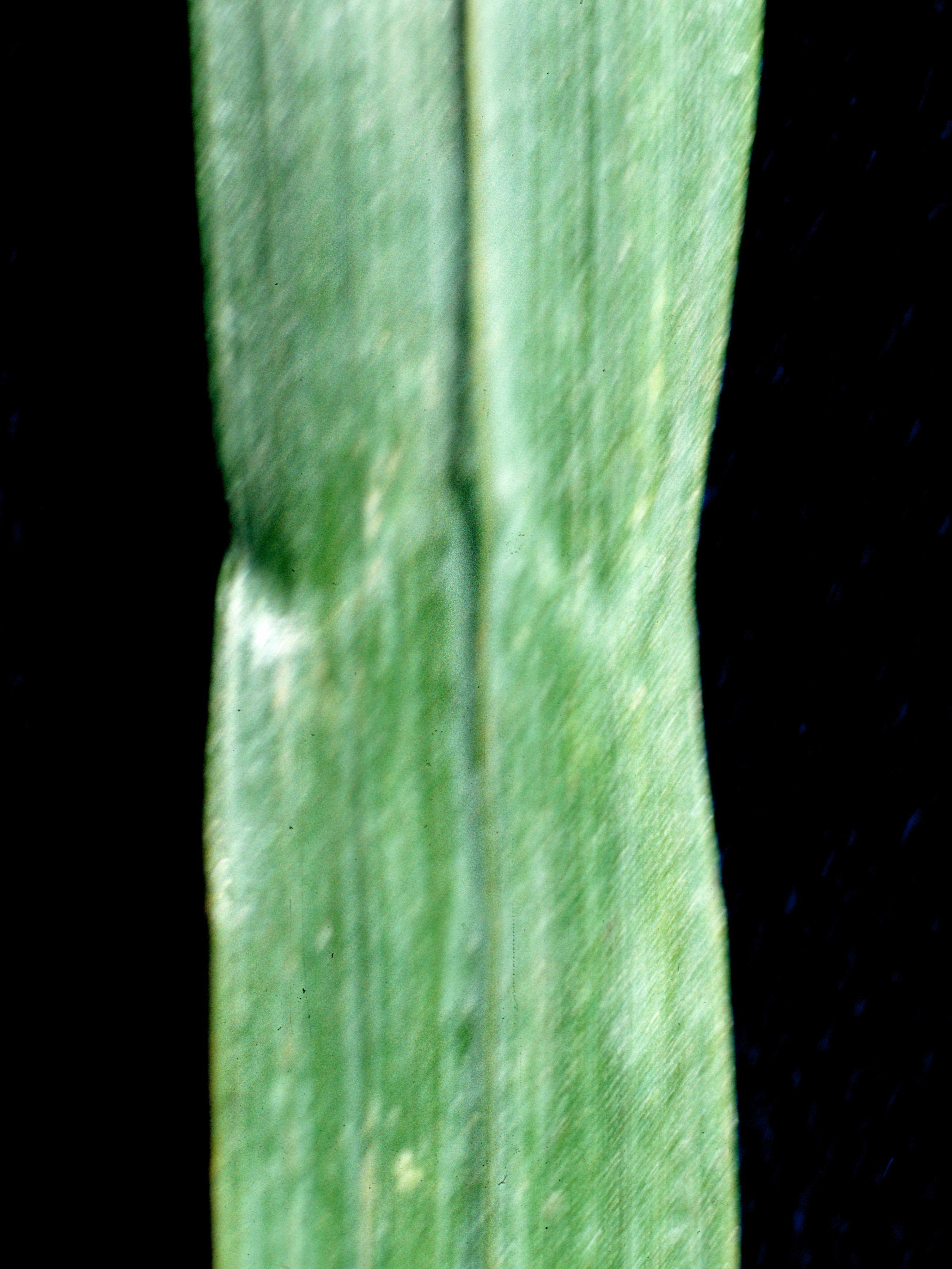 Brome inerme(Bromus inermis)_6