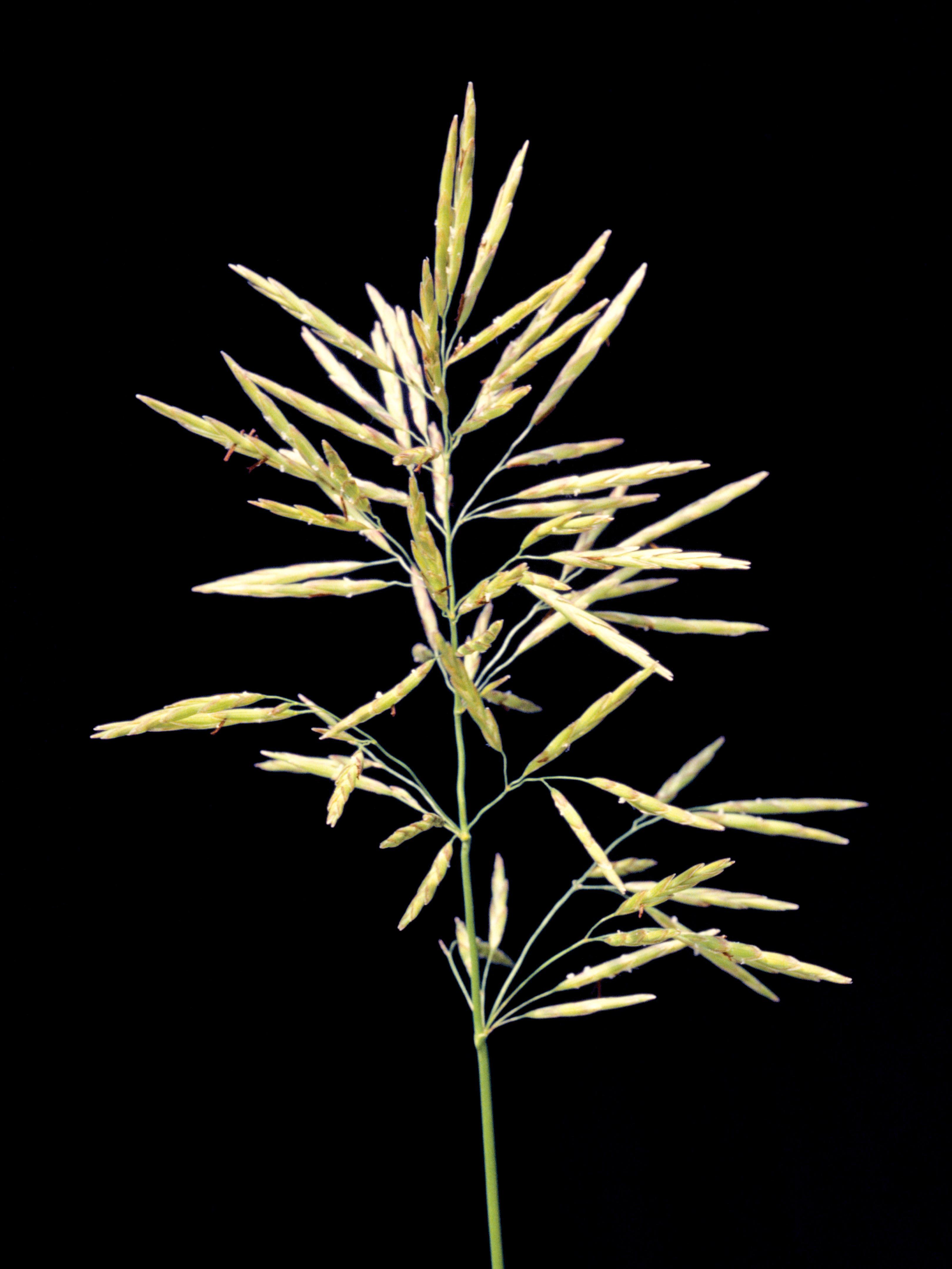 Brome inerme(Bromus inermis)_7