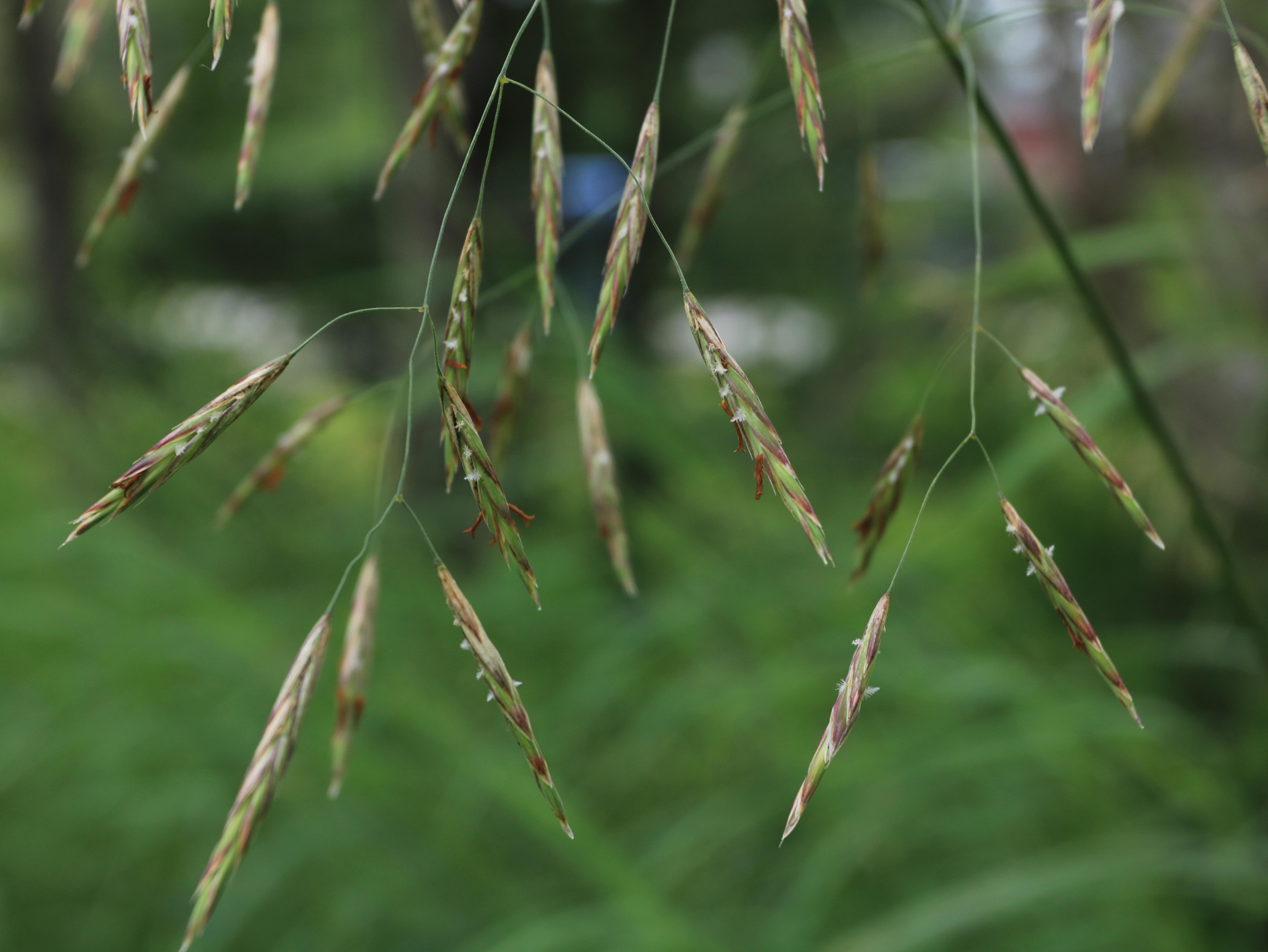 Brome inerme(Bromus inermis)_19