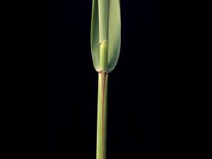 Roseau commun (Phragmites australis)_4