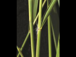 Roseau commun (Phragmites australis)_13