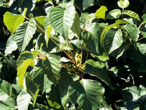 Herbe à puce (Toxicodendron radicans)_5