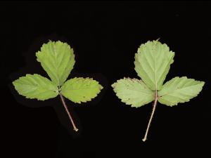 Ronce hispide (Rubus hispidus)_4