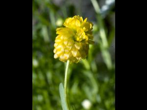 Trèfle doré(Trifolium aureum)_5