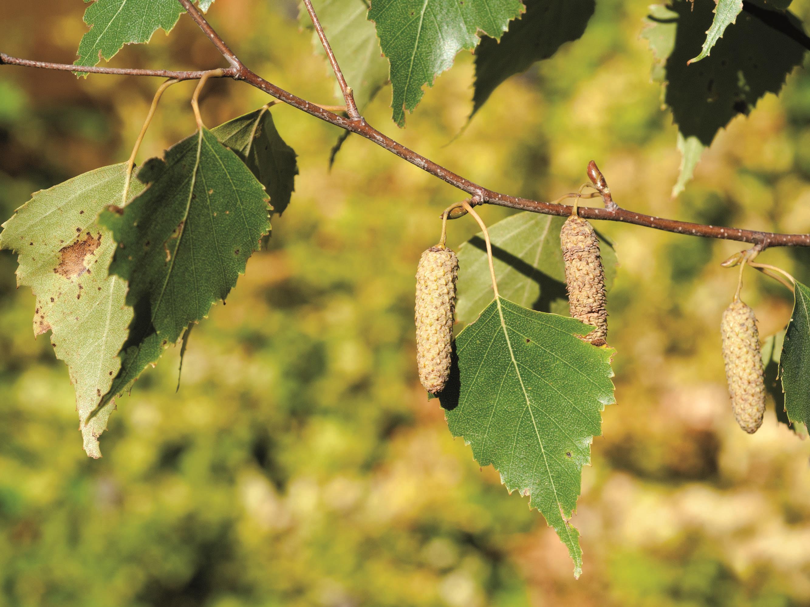 Bouleau gris(Betula populifolia)_9