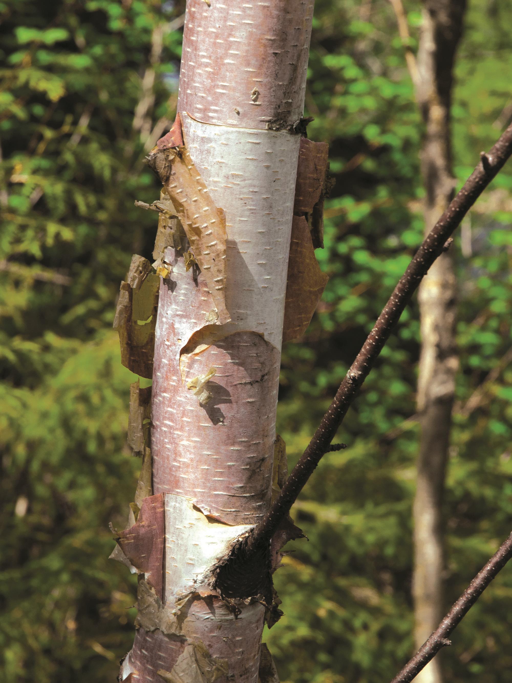 Bouleau blanc(Betula papyrifera)_2