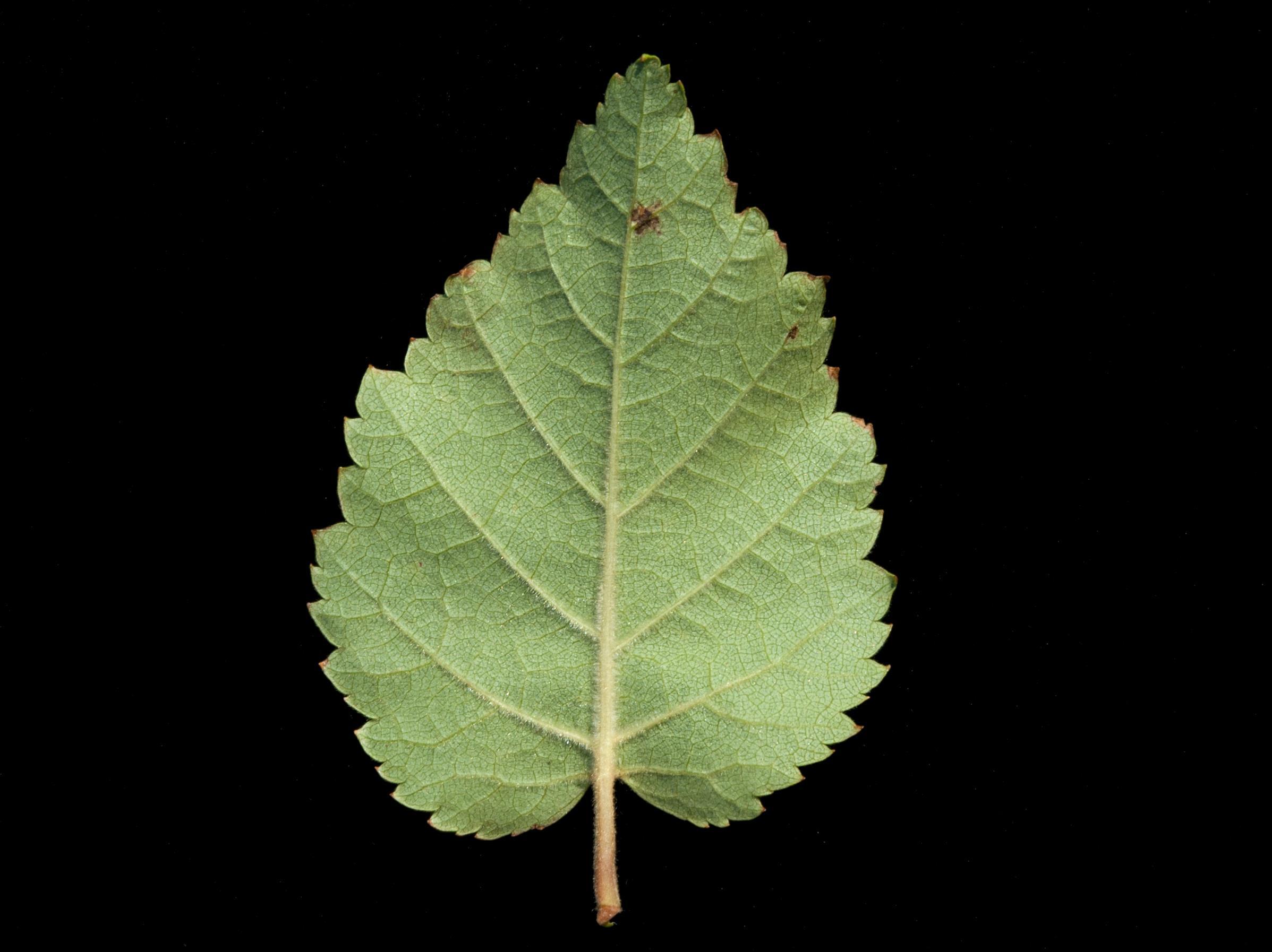 Bouleau blanc(Betula papyrifera)_11