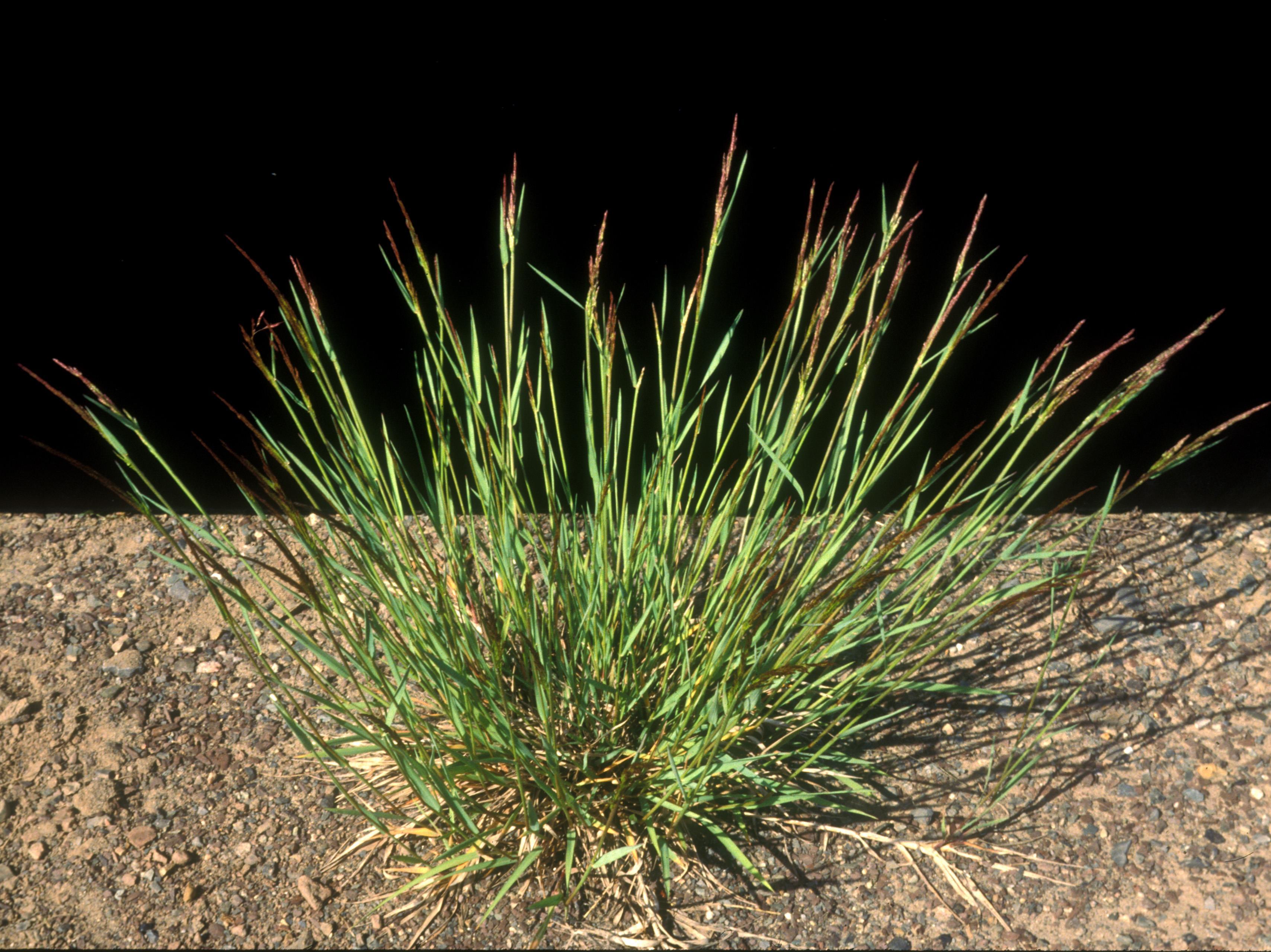 Agrostide stolonifère(Agrostis stolonifera)_2