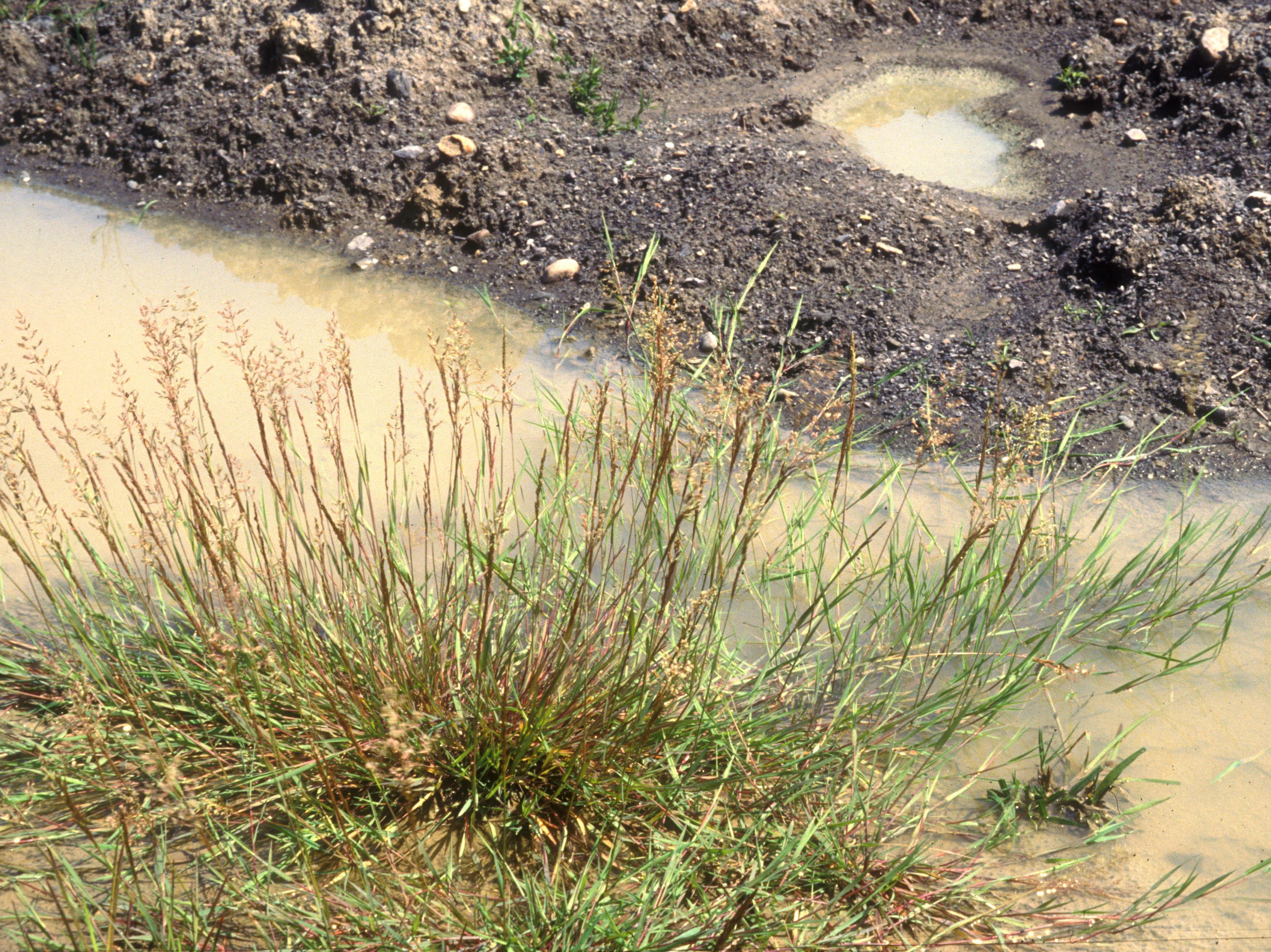 Agrostide stolonifère(Agrostis stolonifera)_3