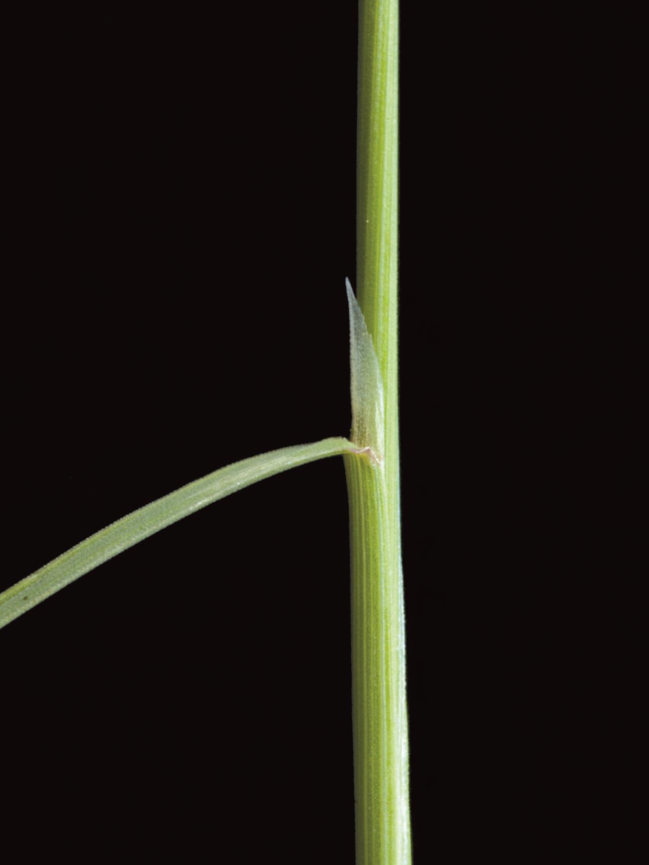 Agrostide scabre(Agrostis scabra)_3