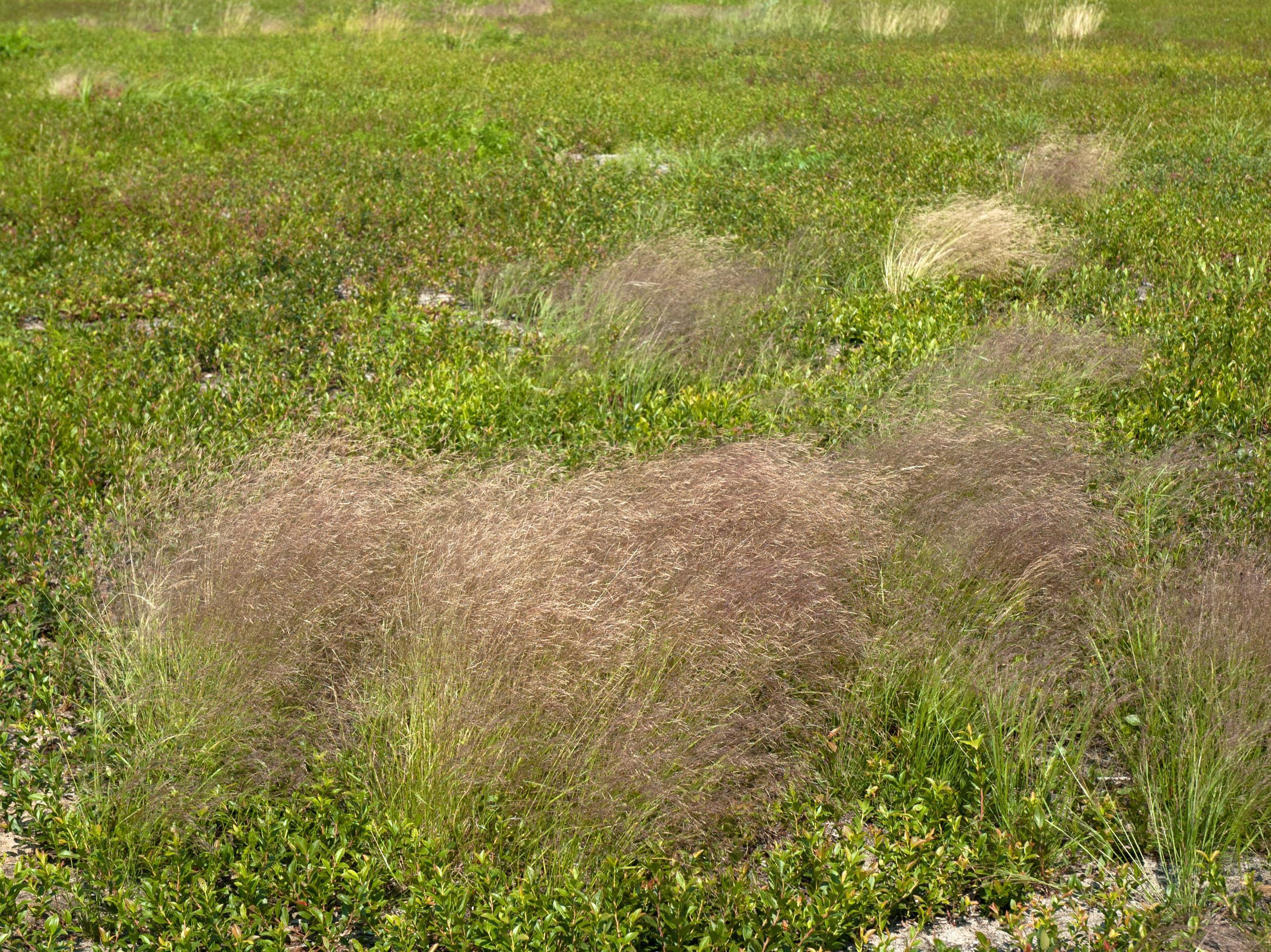 Agrostide scabre(Agrostis scabra)_4