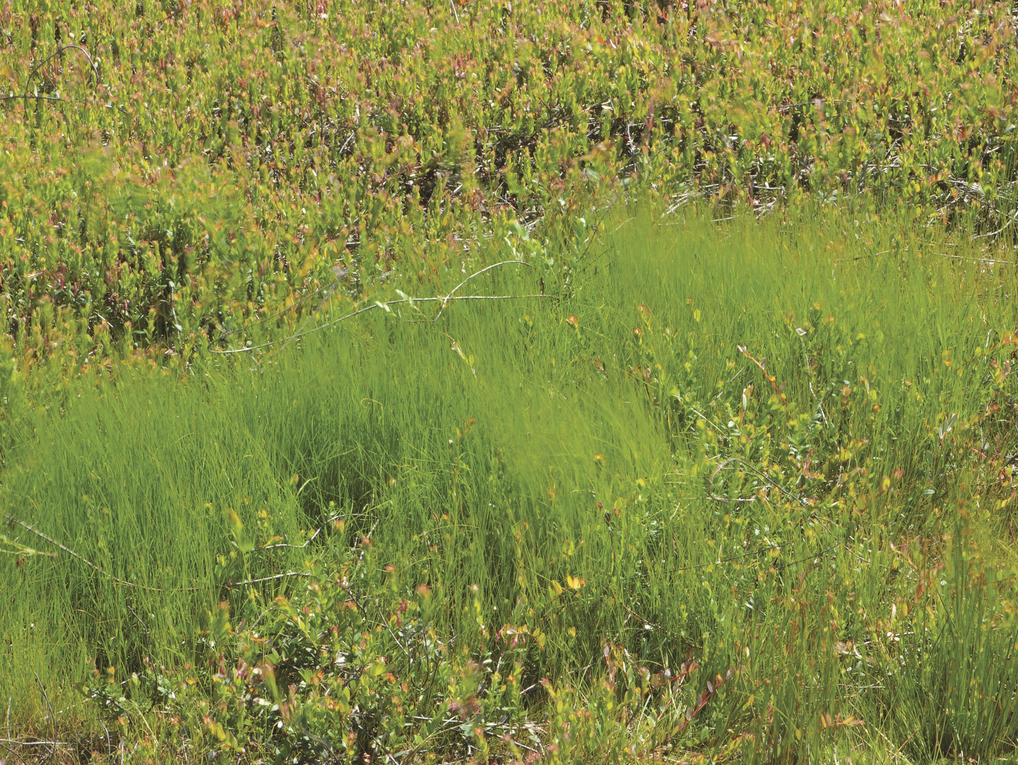 Agrostide scabre(Agrostis scabra)_7