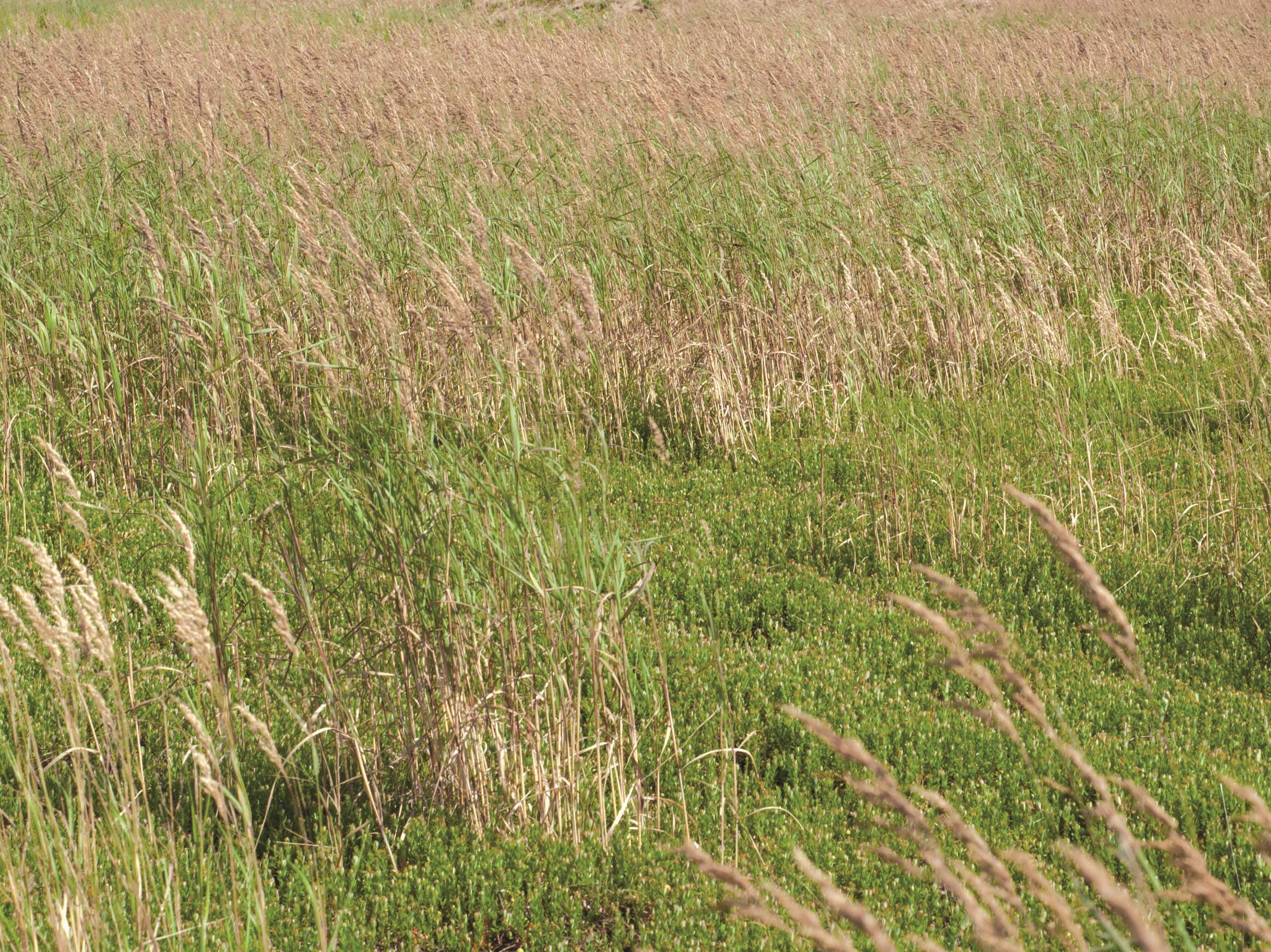 Calamagrostide Canada(Calamagrostis canadensis)_5