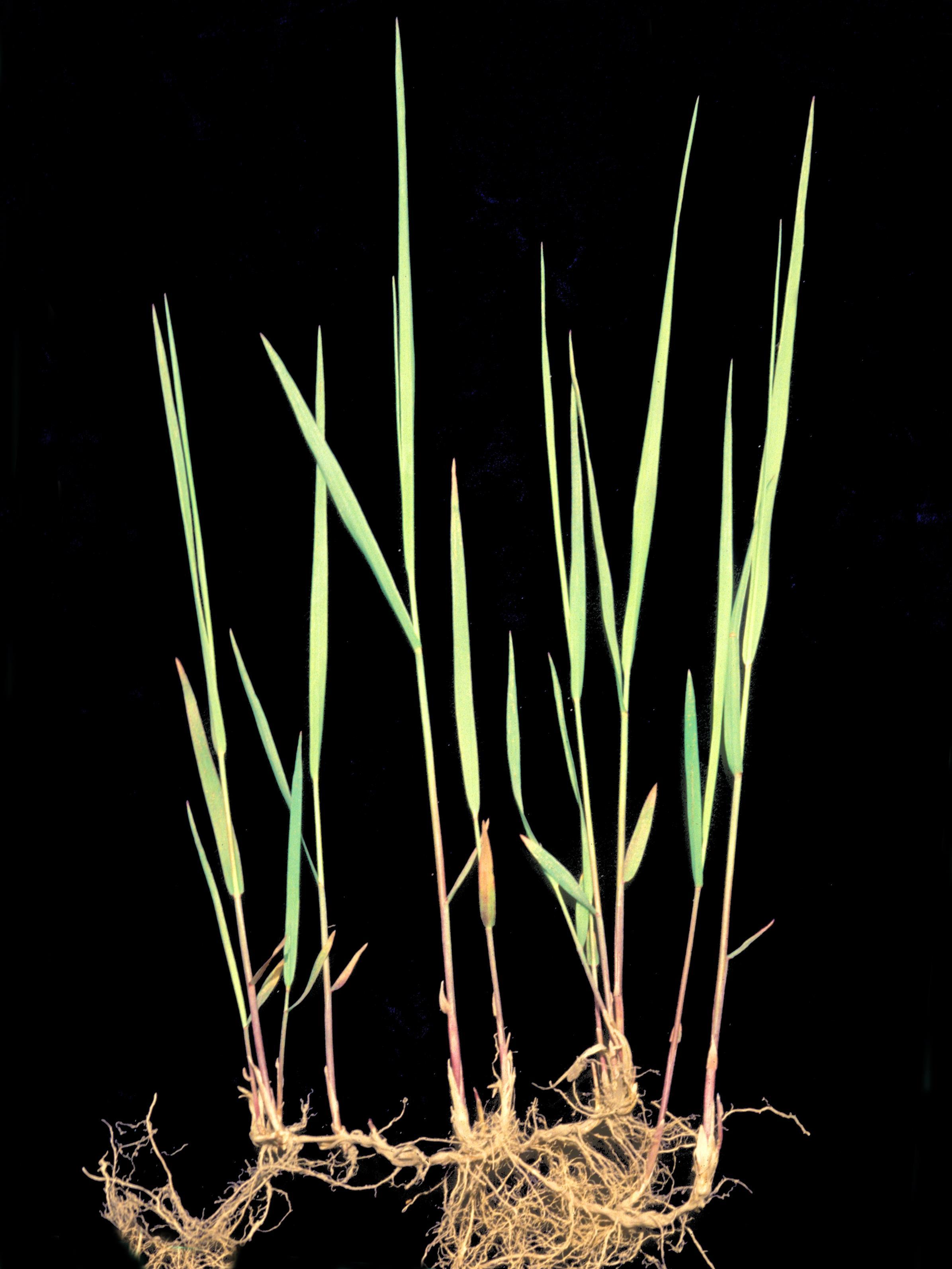 Calamagrostide Canada(Calamagrostis canadensis)_10