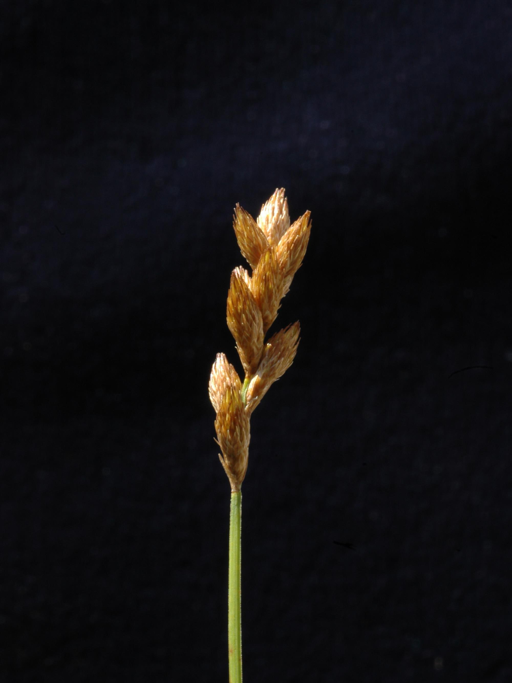 Carex balais(Carex scoparia)_3