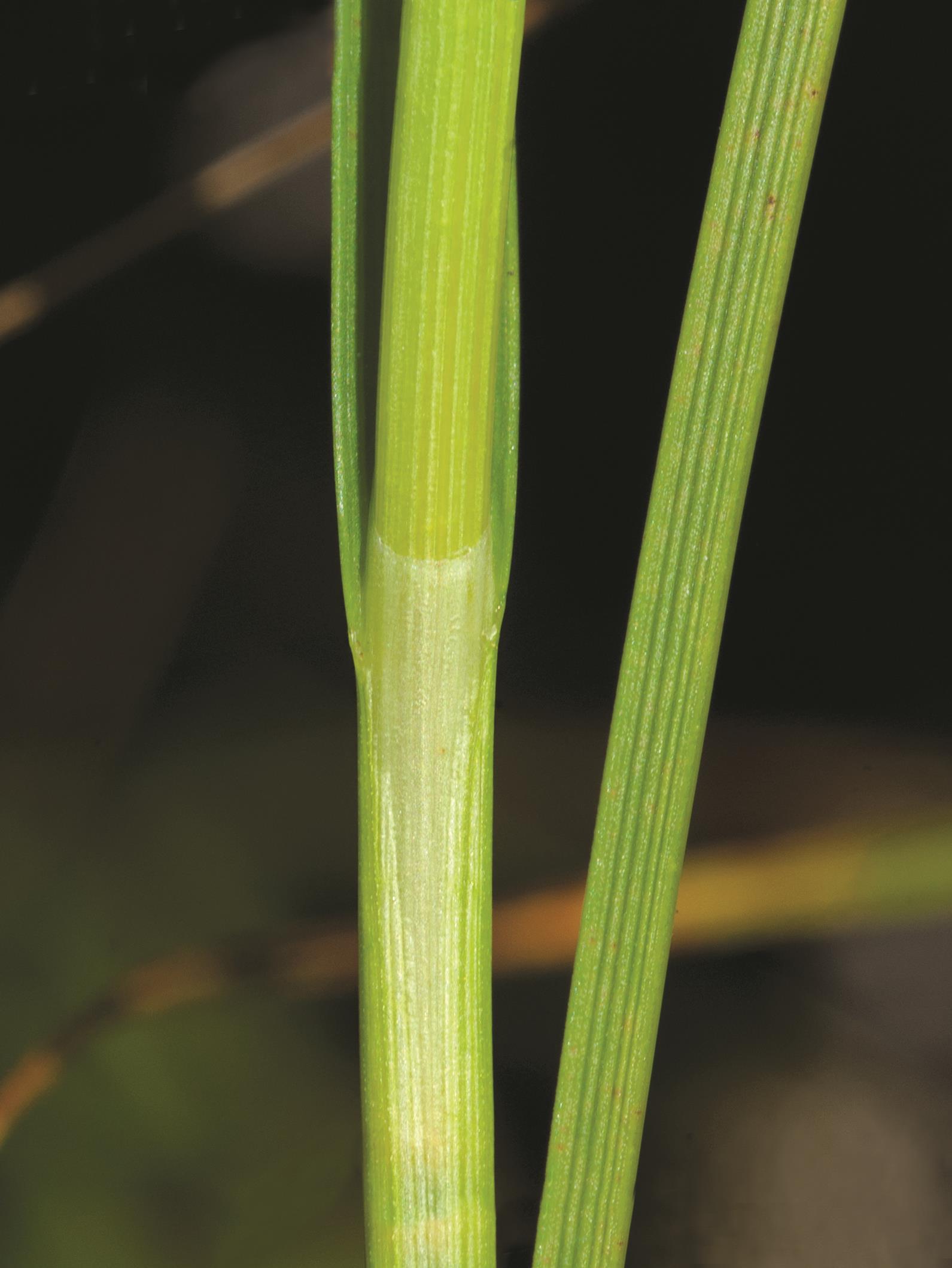 Carex longs stolons(Carex chordorrhiza)_6