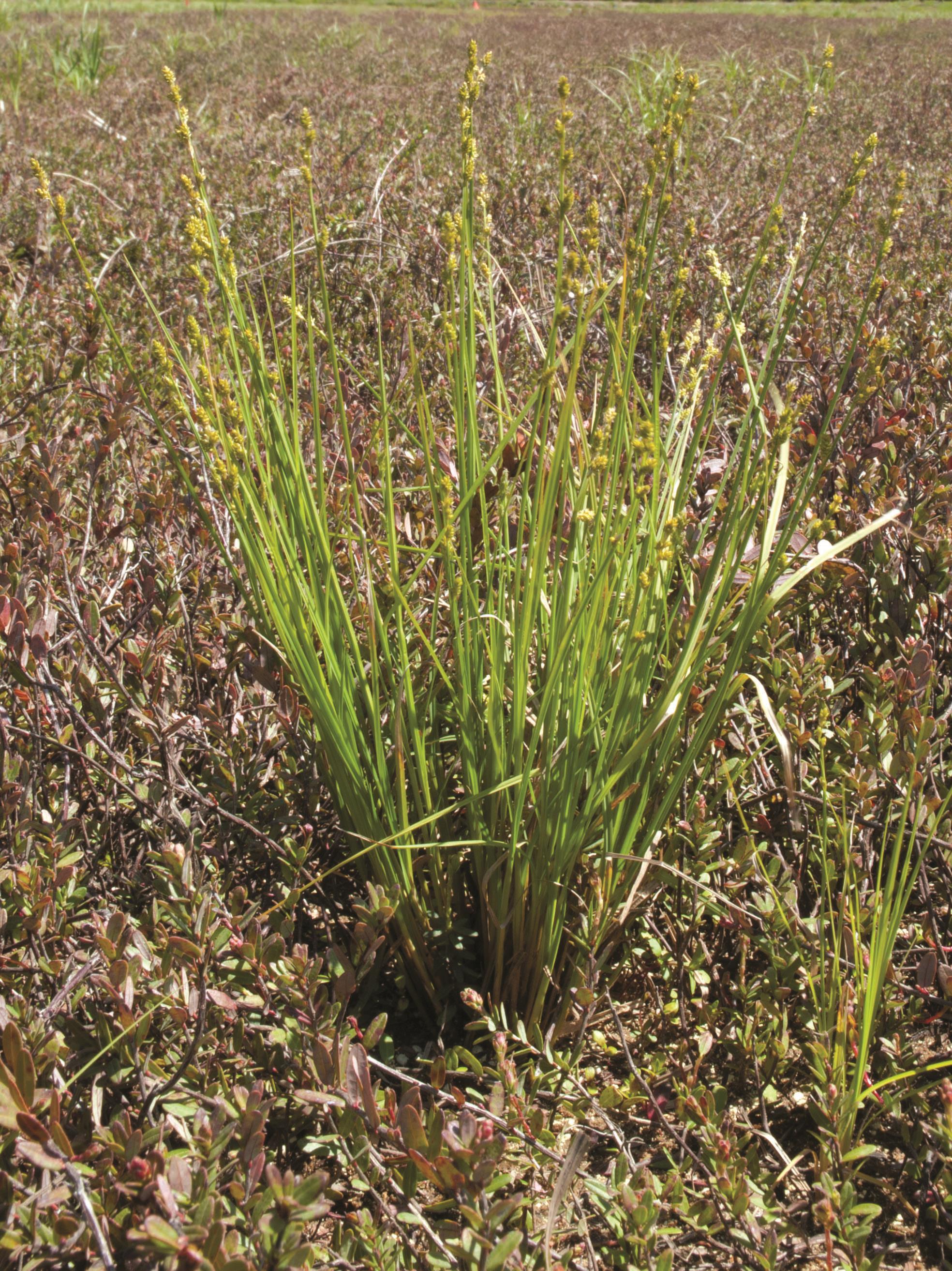 Carex blanchâtre(Carex canescens)_1