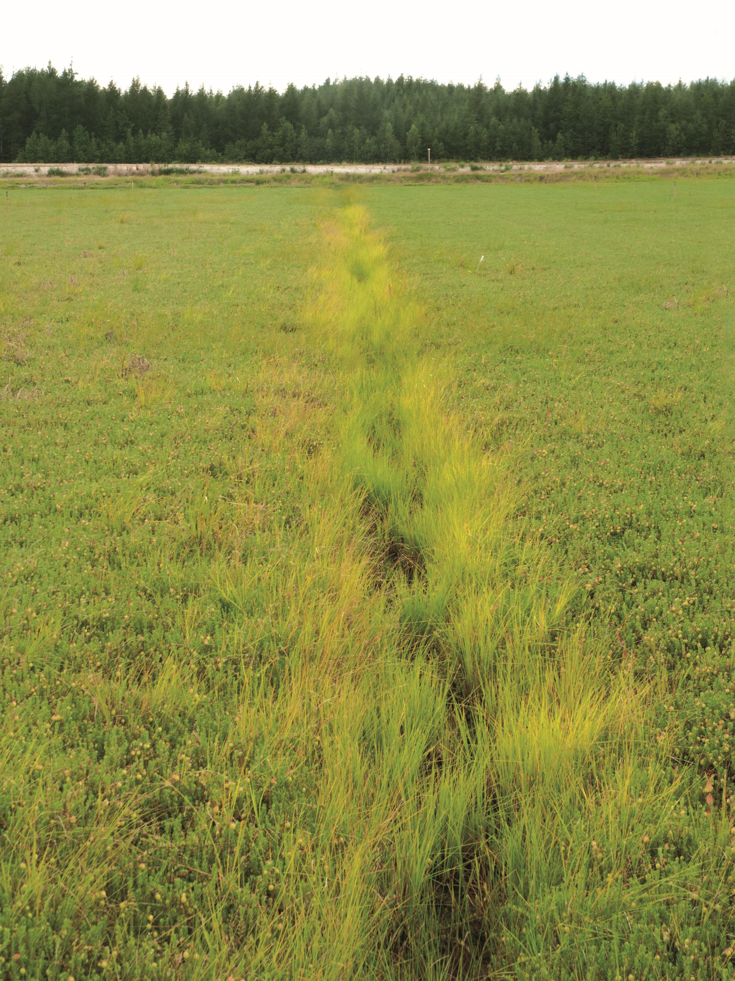 Carex blanchâtre(Carex canescens)_4