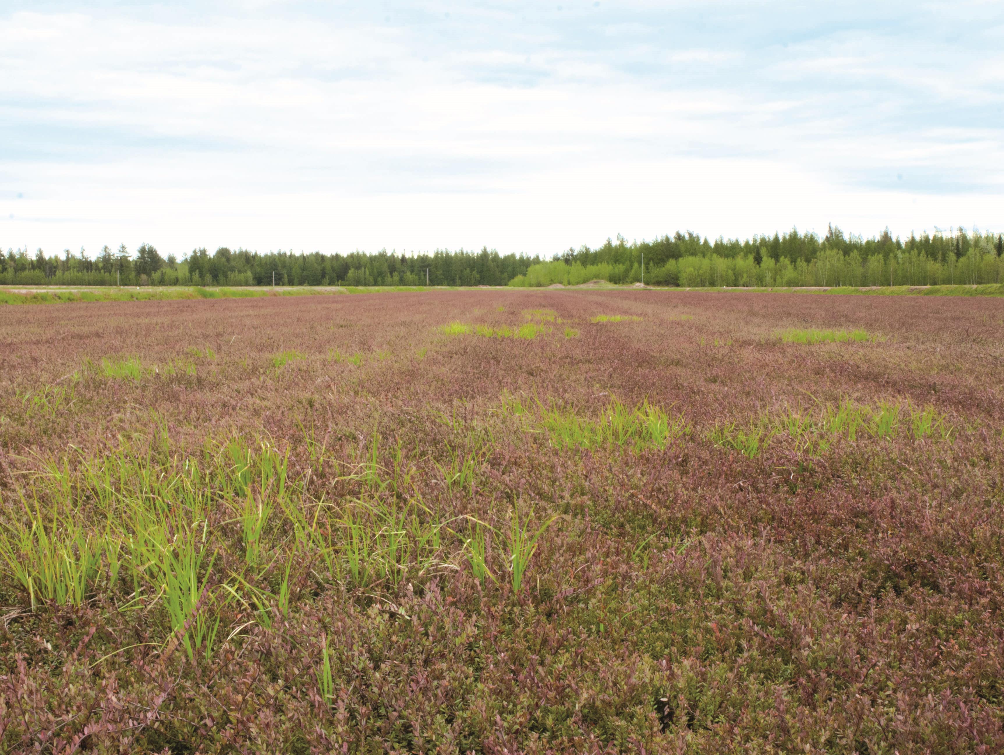 Carex oligosperme(Carex oligosperma)_2