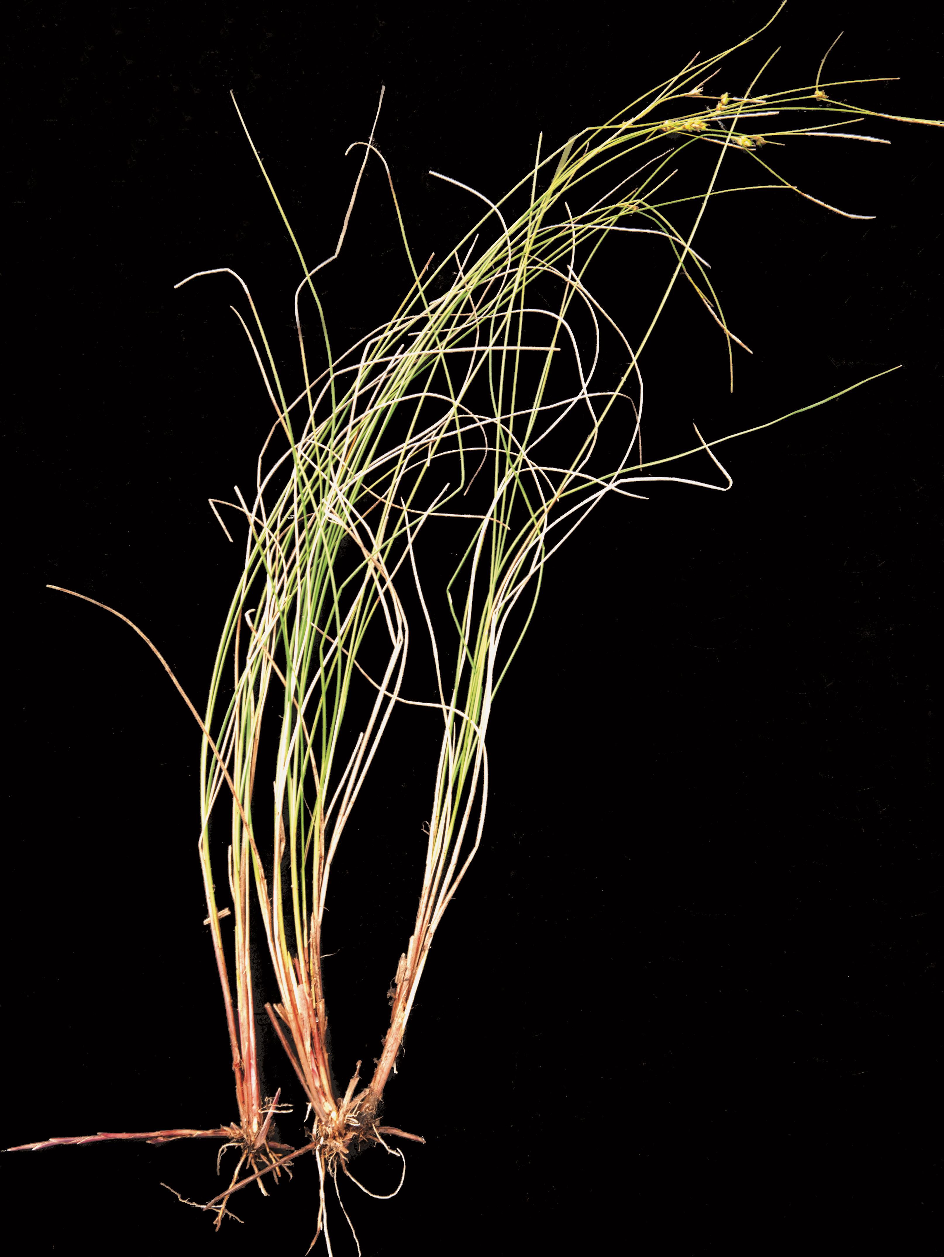 Carex oligosperme(Carex oligosperma)_5