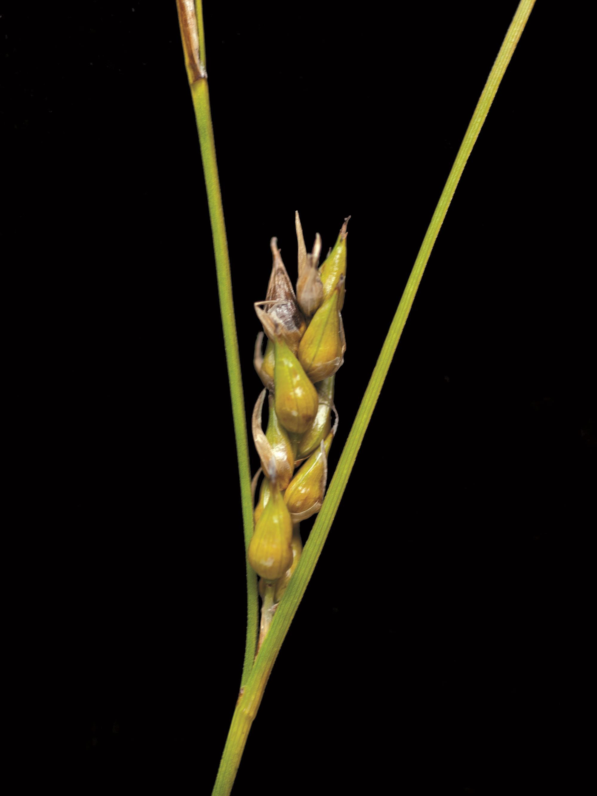 Carex oligosperme(Carex oligosperma)_6