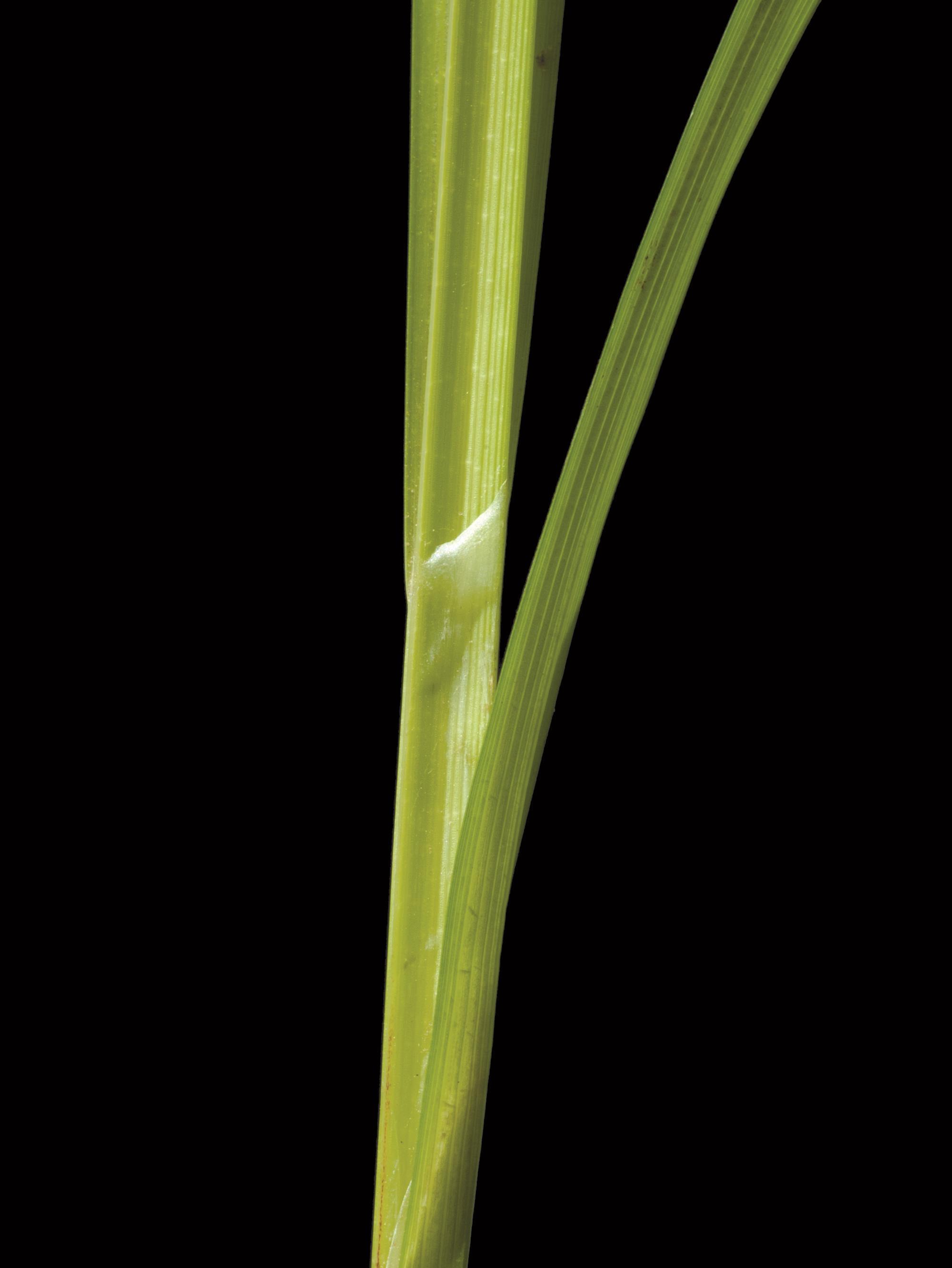 Carex luisant(Carex lurida)_2