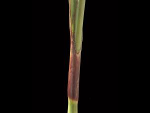 scirpe noeuds rouges (Scirpus microcarpus)_3
